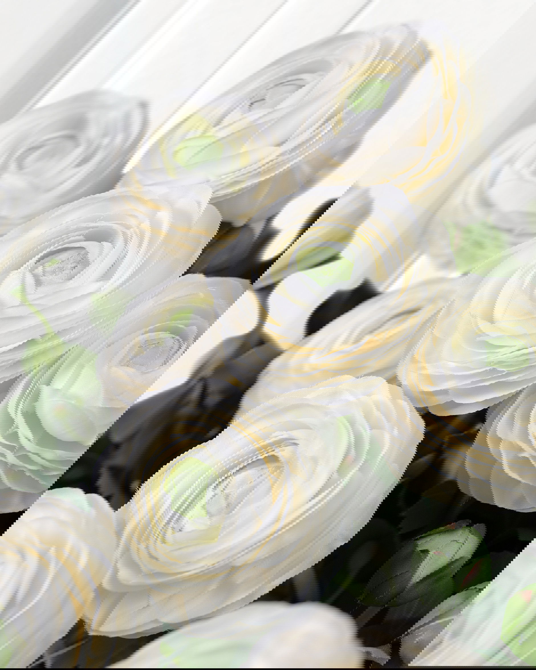 Ranunculus Cut Flower White