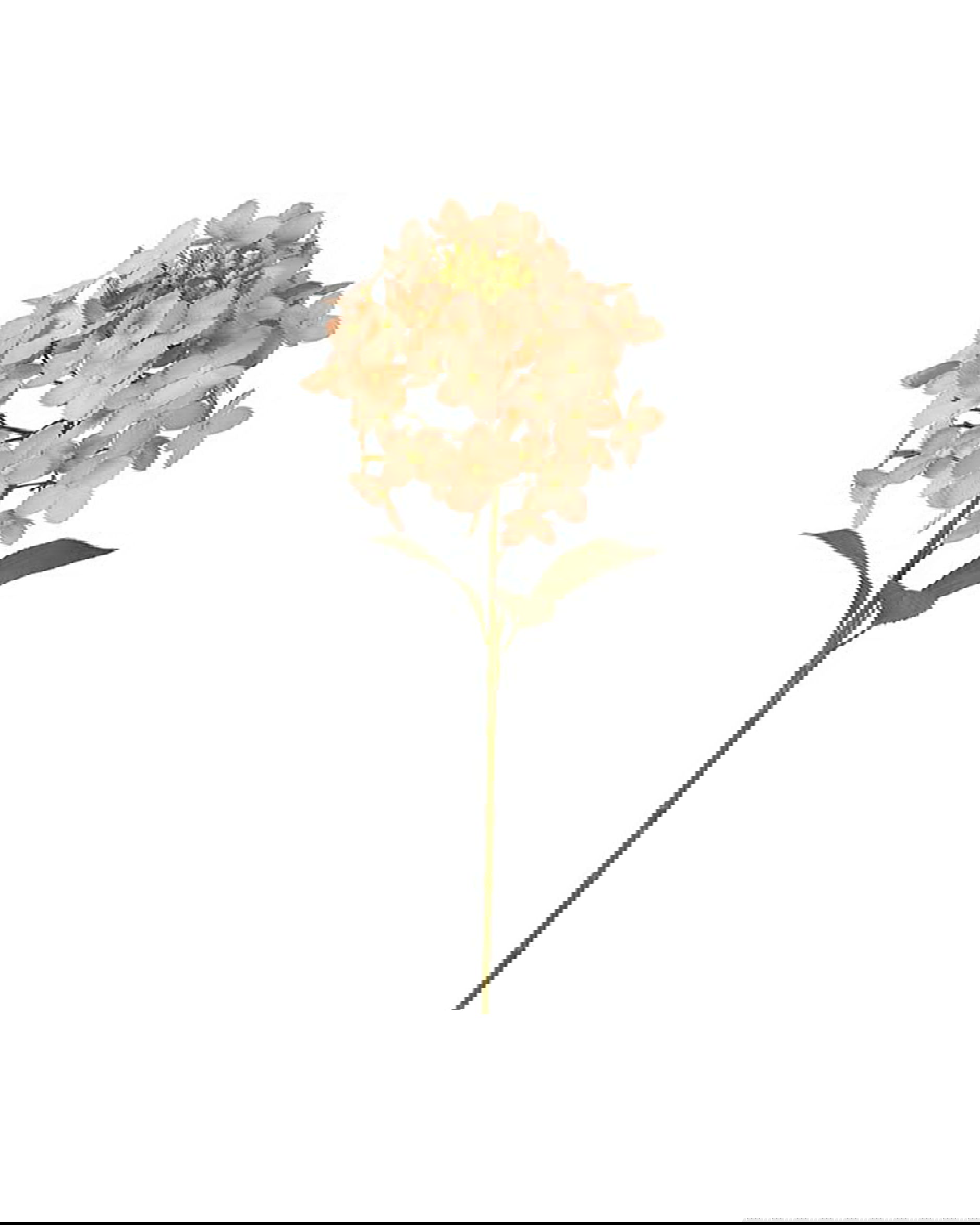 Hortensia-leikkokukka aprikoos/beige
