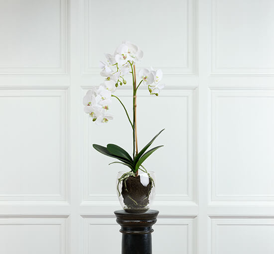 Orchid Potted Plant White