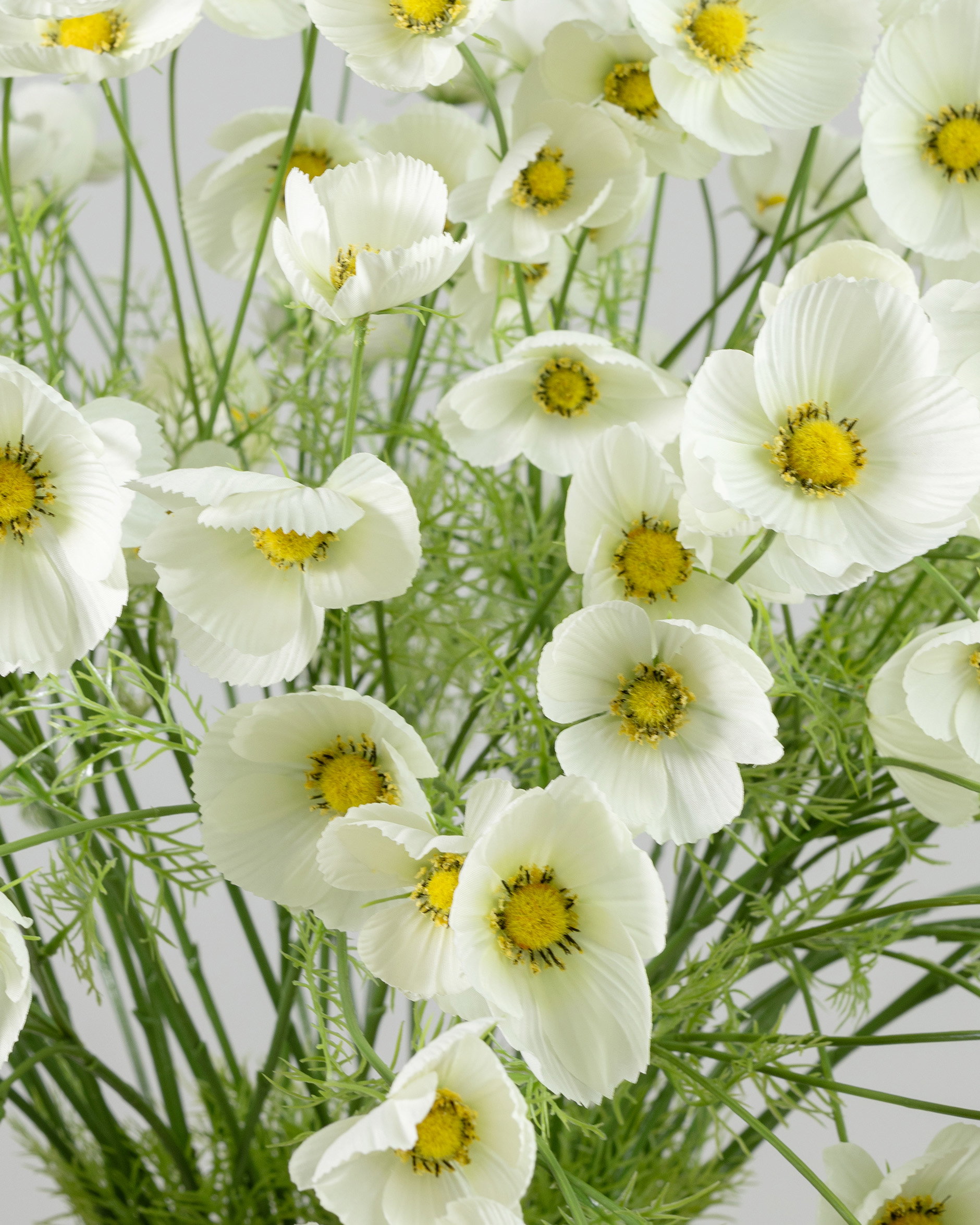Cosmos Cut Flower White