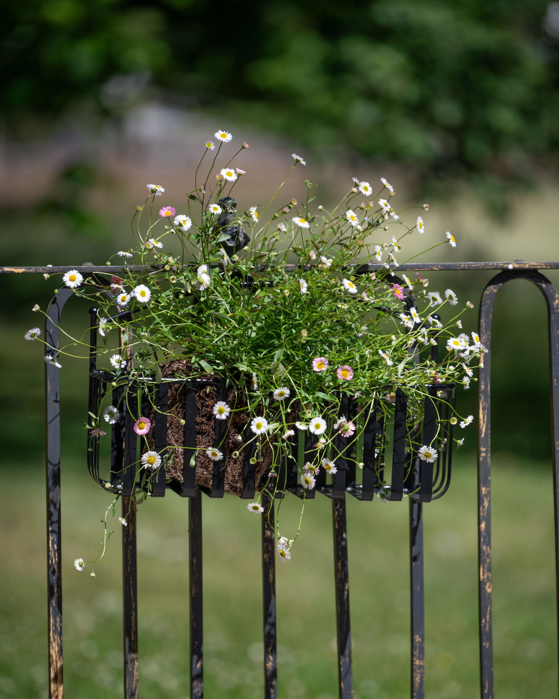 Toscana Balcony Planter Box Black