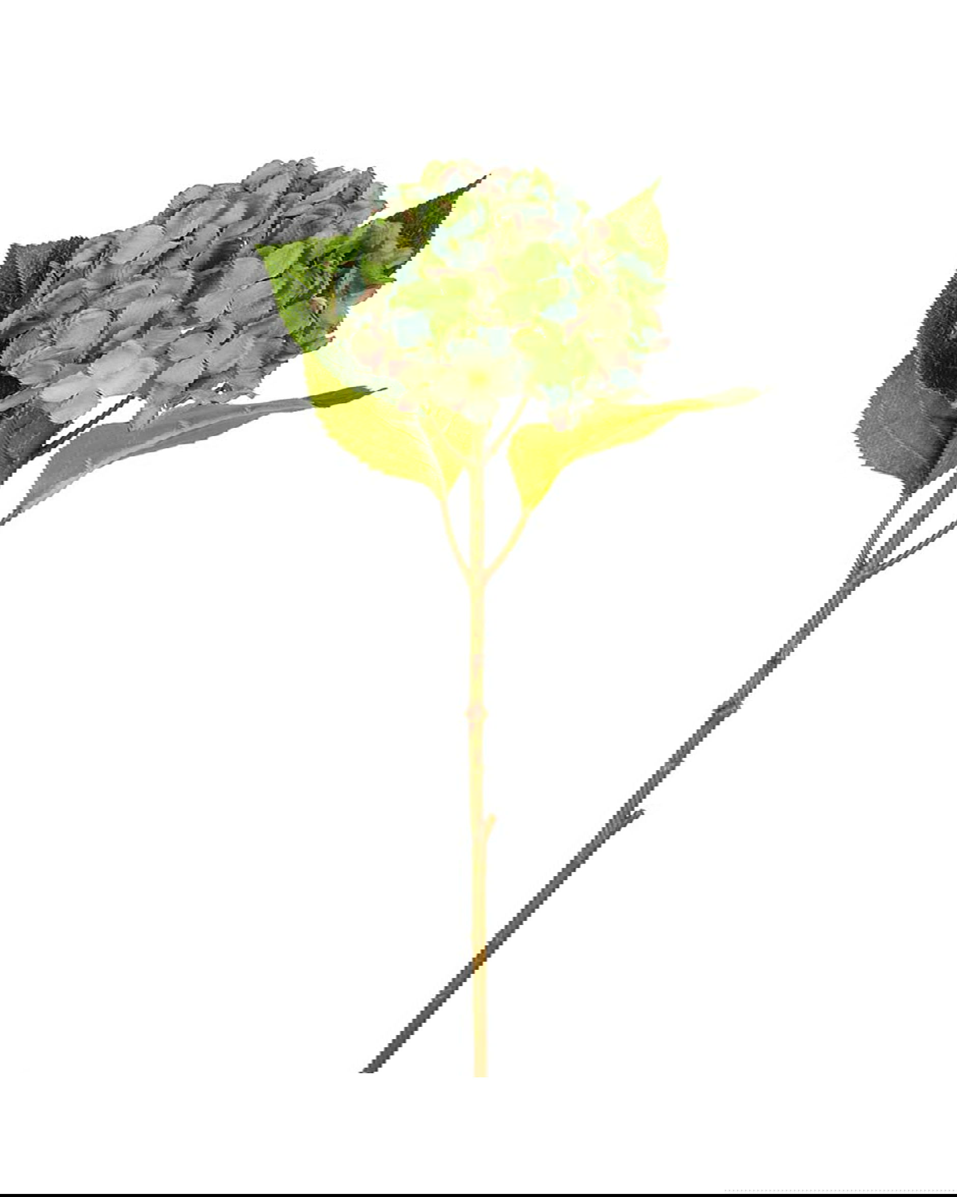 Hortensia snittblomma grön