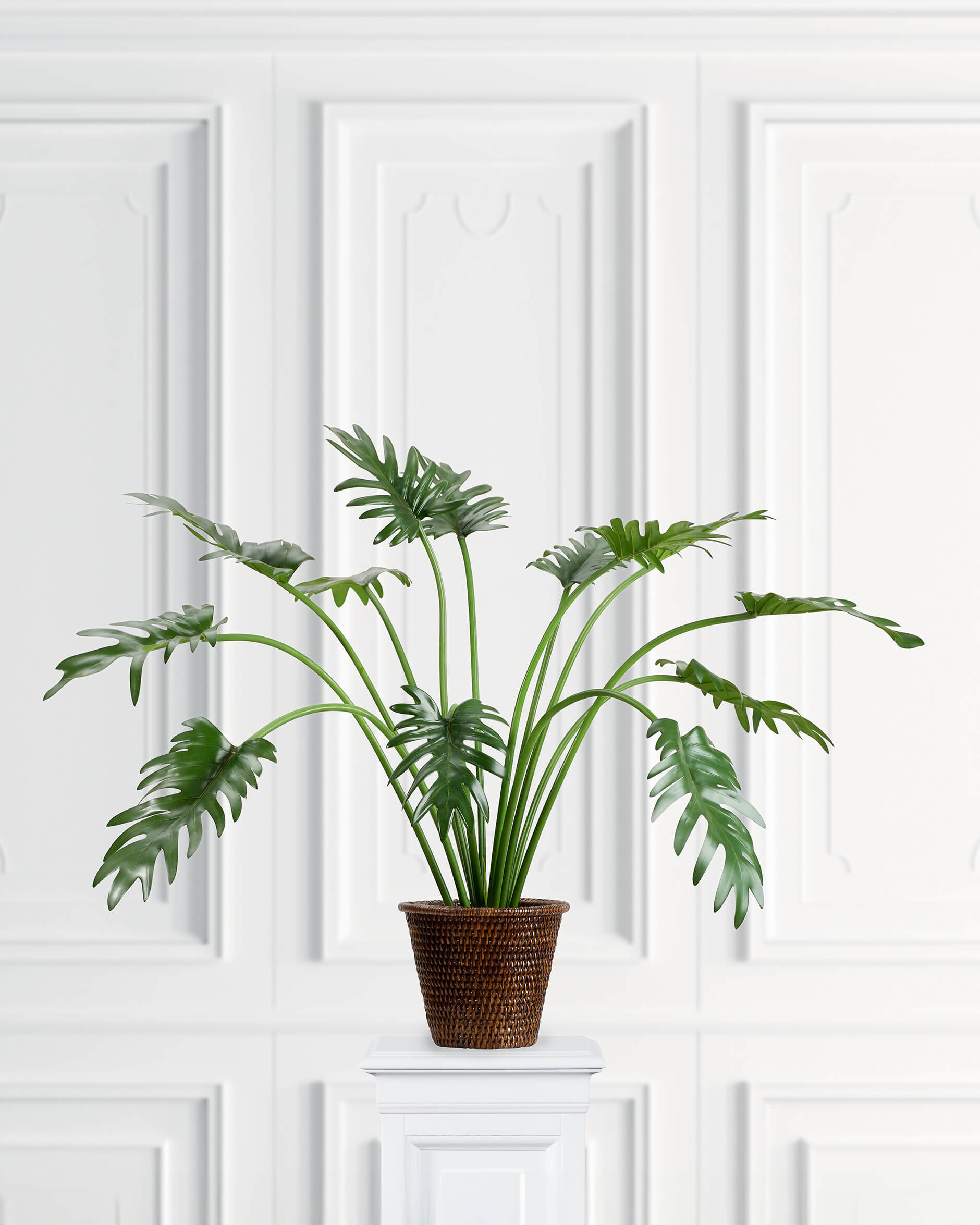 Philodendron krukväxt grön
