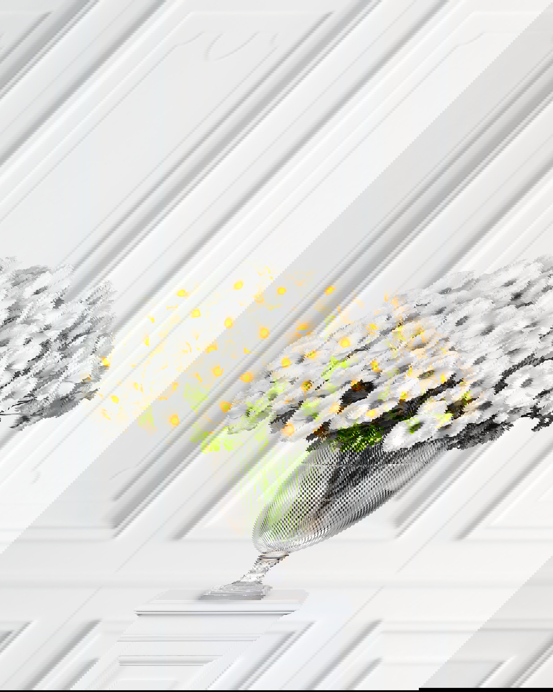 Vlinderranonkel snijbloem crème