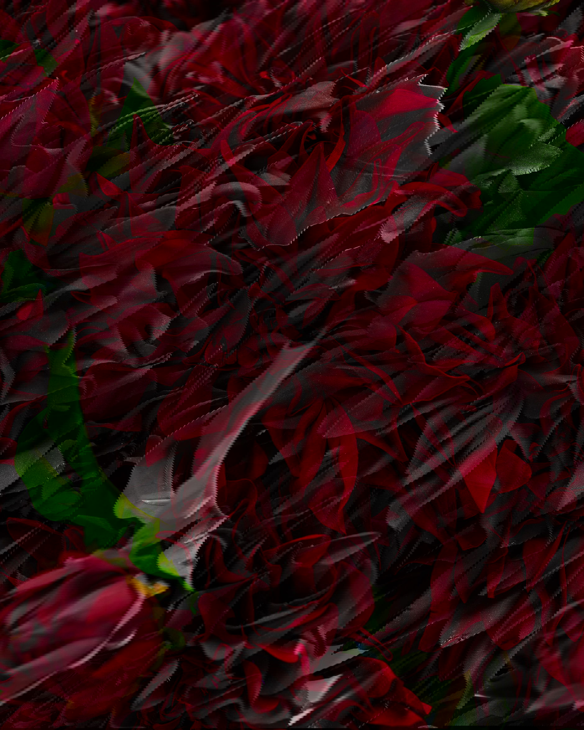 Dahlia snijbloem bordeaux