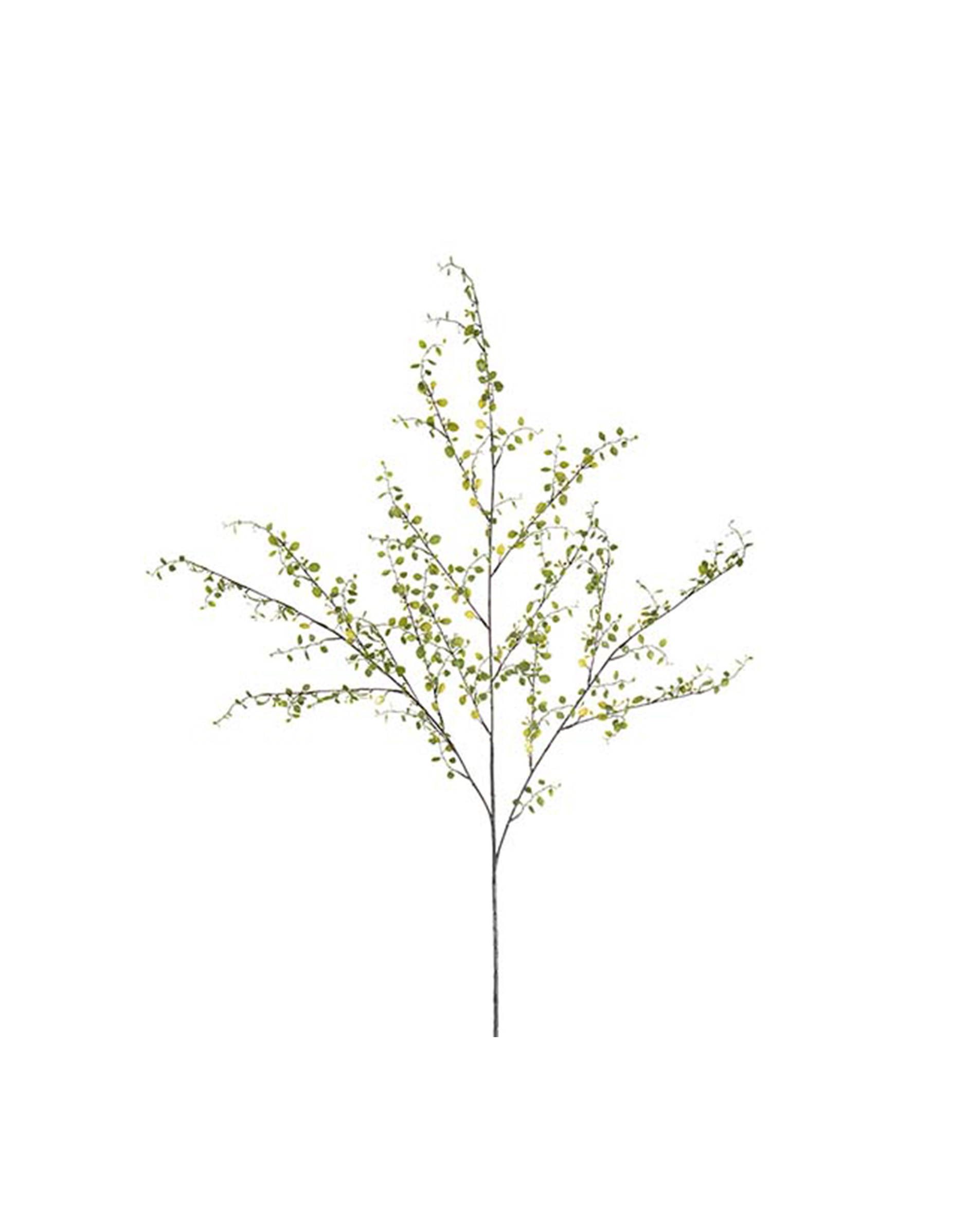 Muehlenbeckia cut flower green