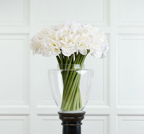 White - Amaryllis Cut Flower Red