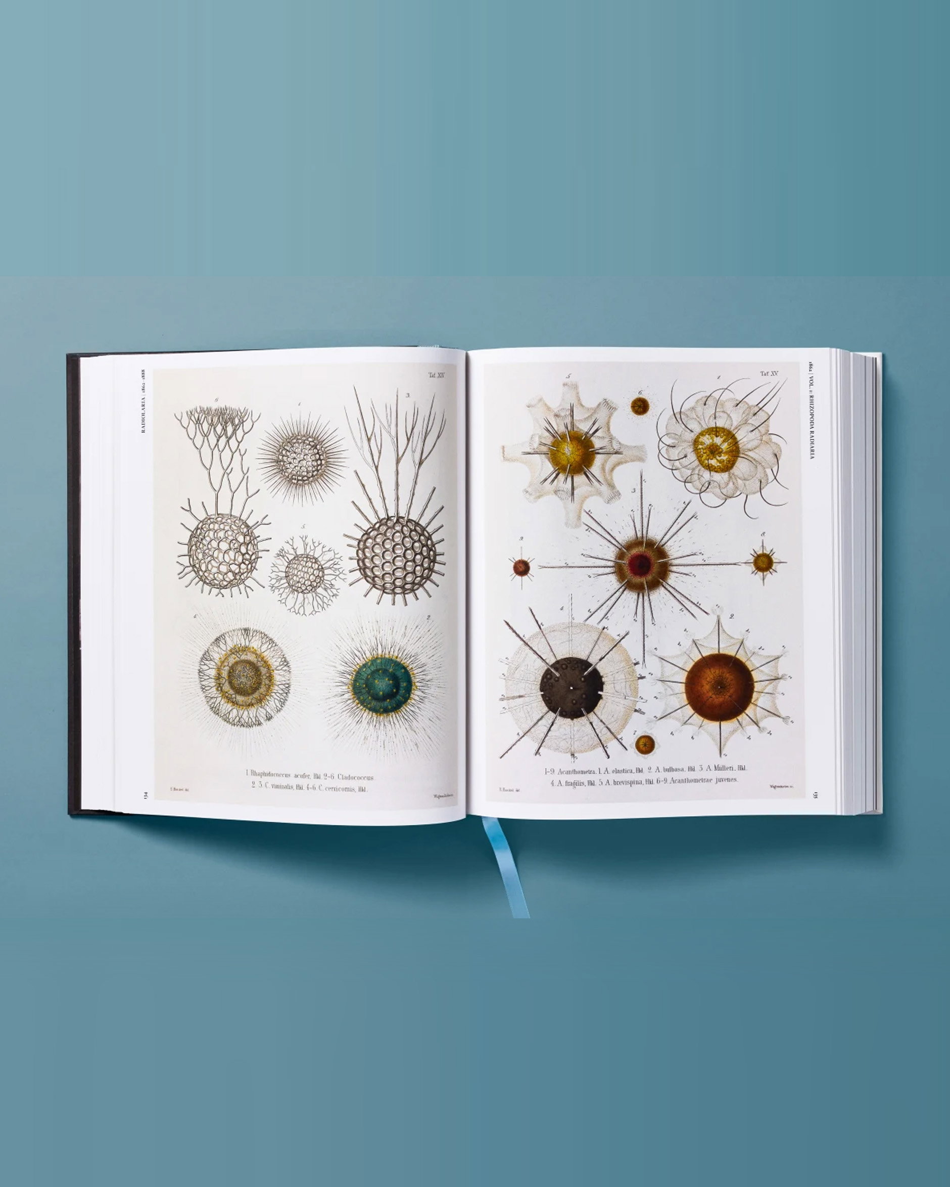 The Art and Science of Ernst Haeckel