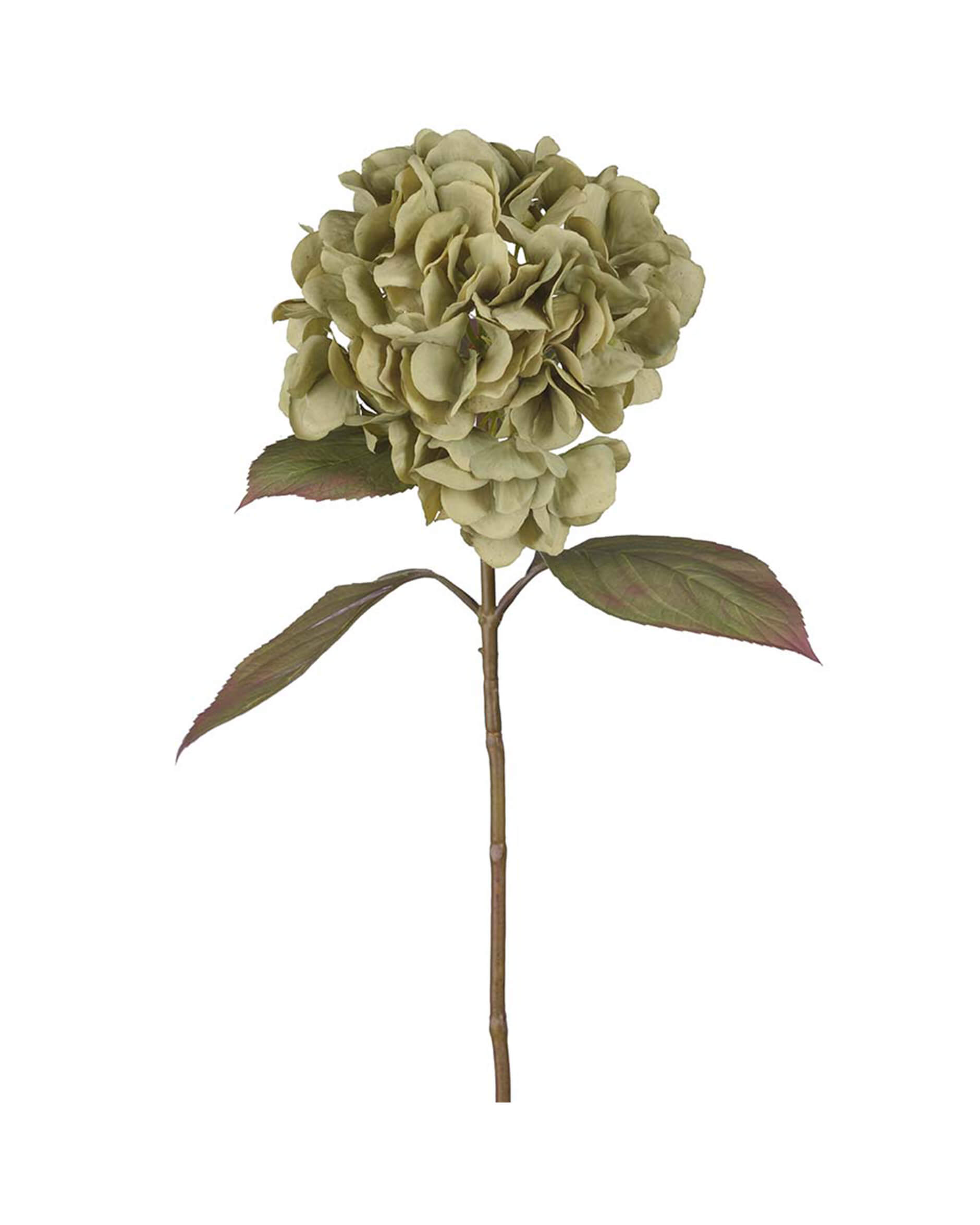 Hortensia snittblomma grön