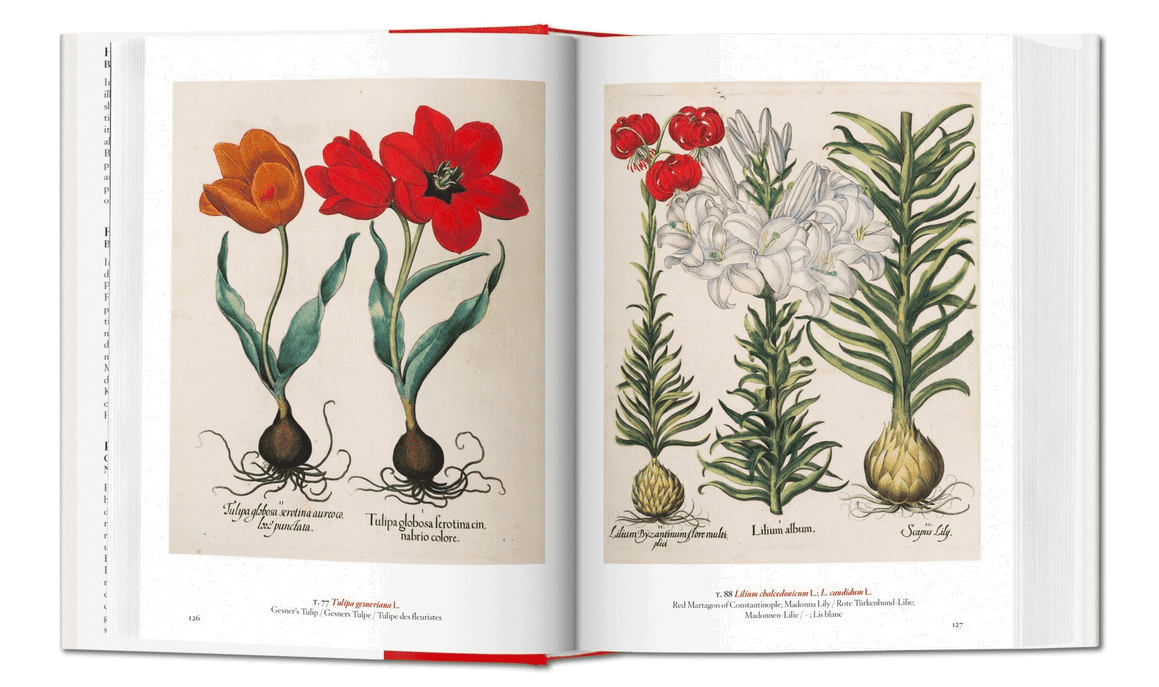A Garden Eden. 40 Series - Newport