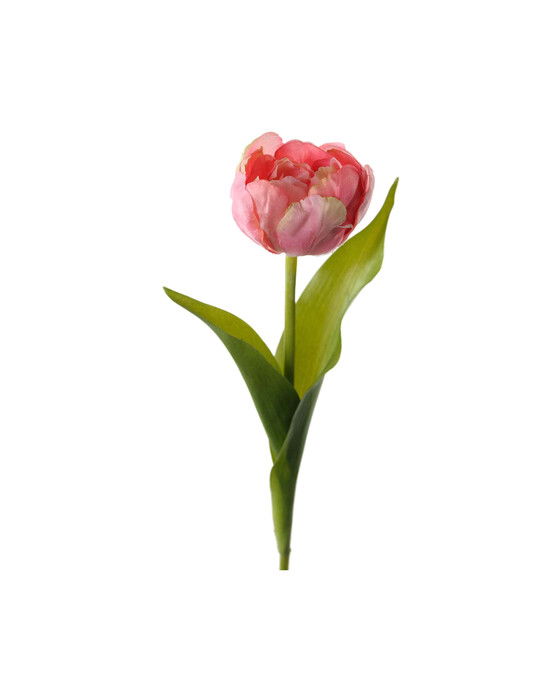 Tulipan afskåret blomst mørk pink