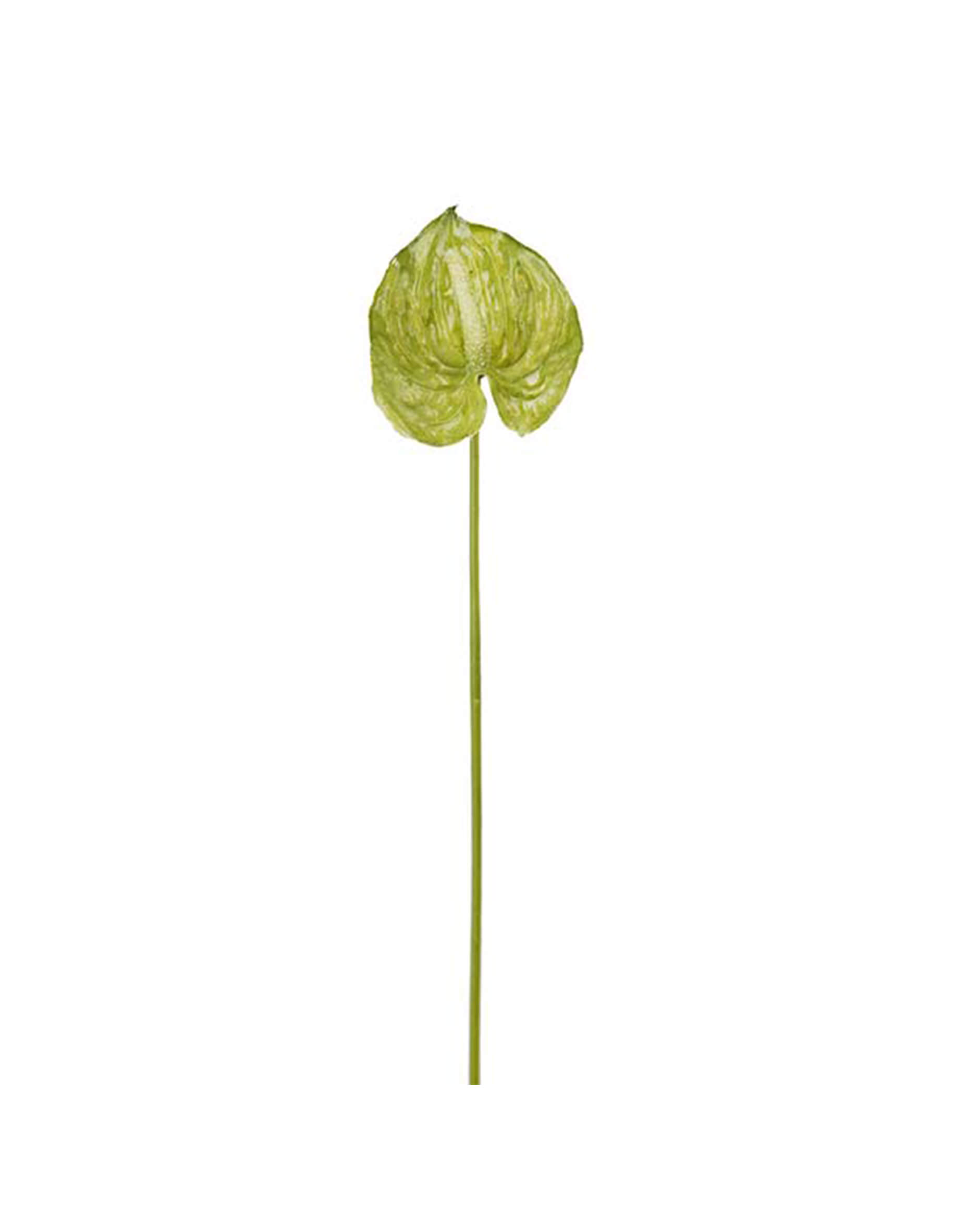 Anthurium snittblomma grön OUTLET