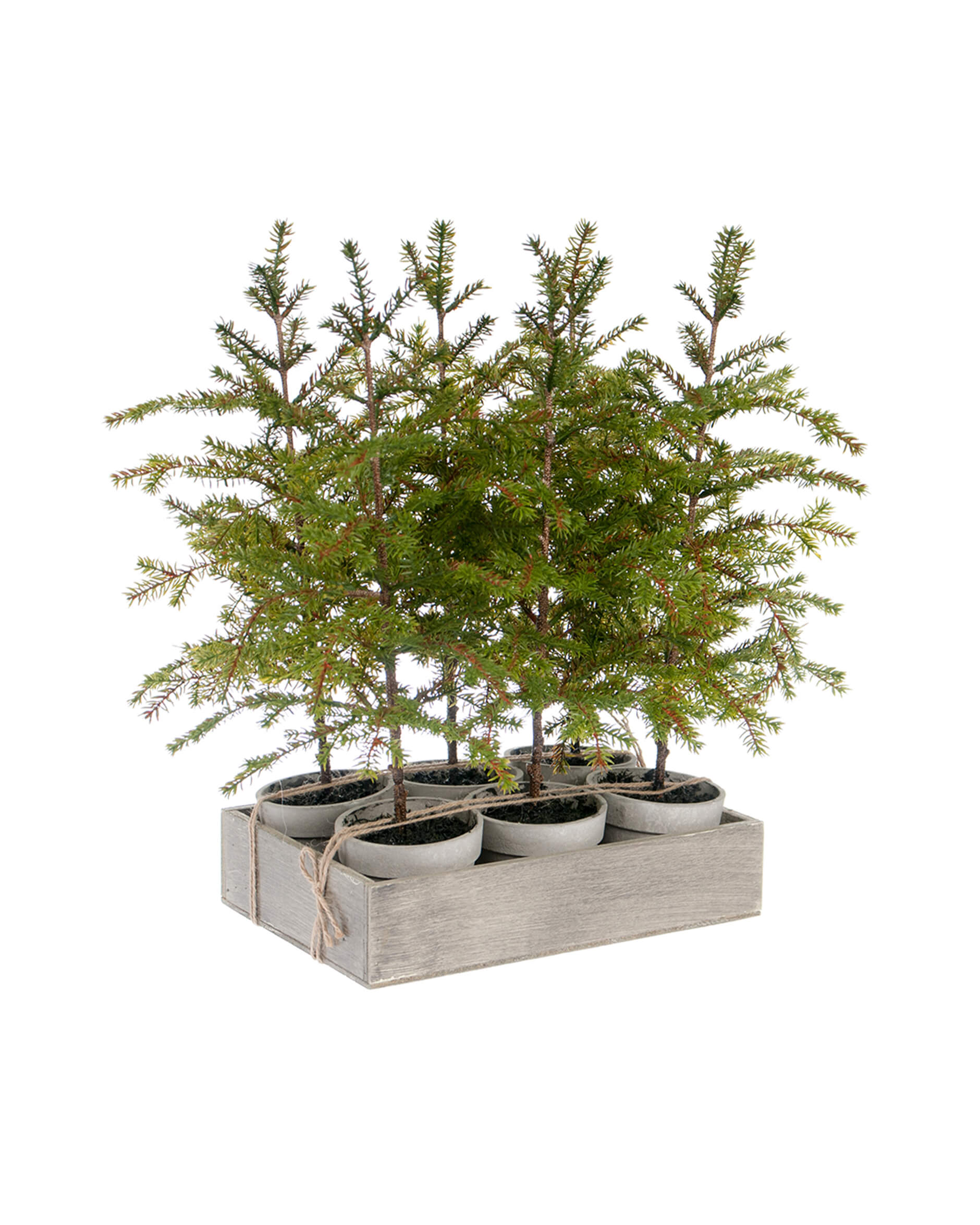 Sigrid gran konstväxt