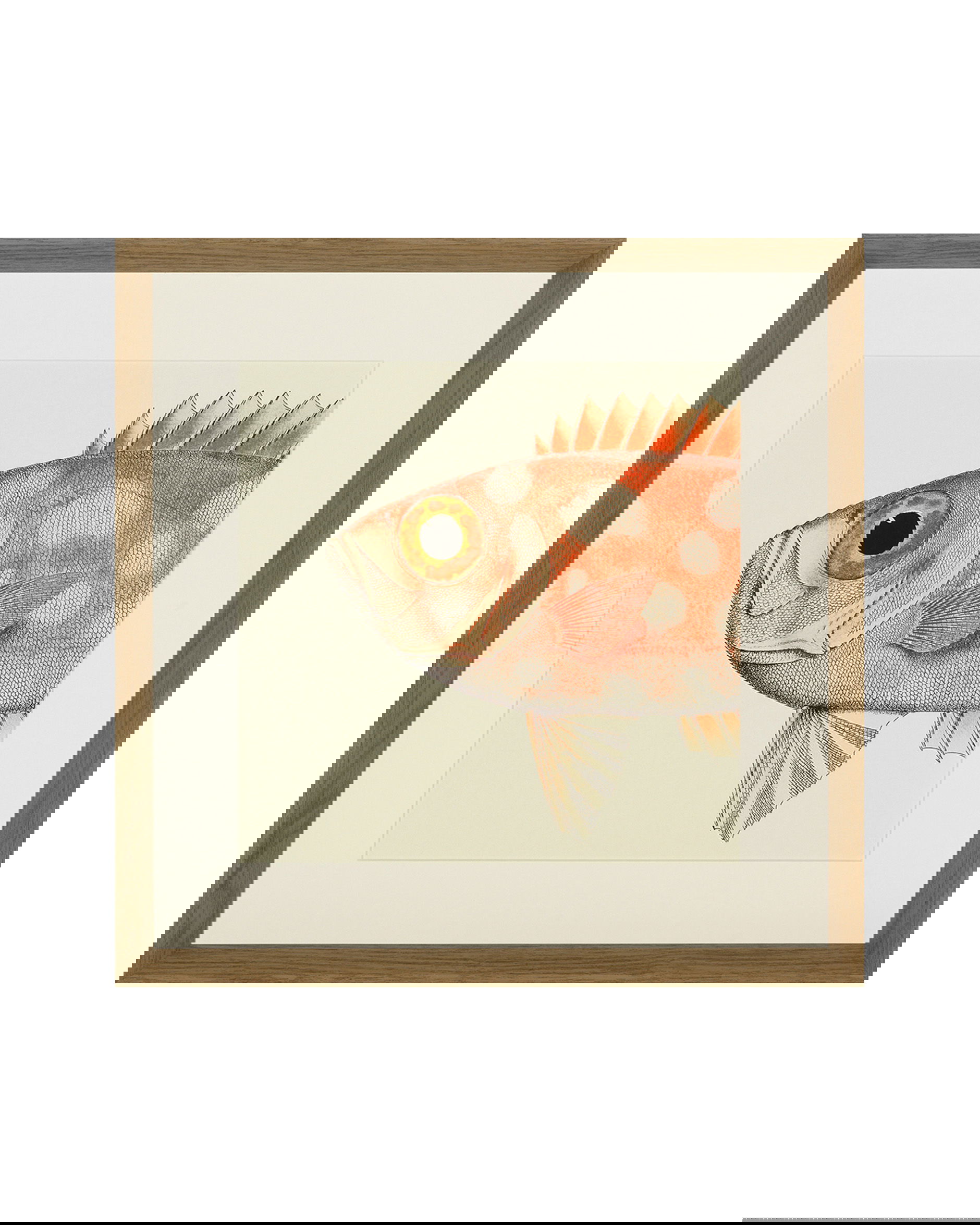 Fishes Set Of 4