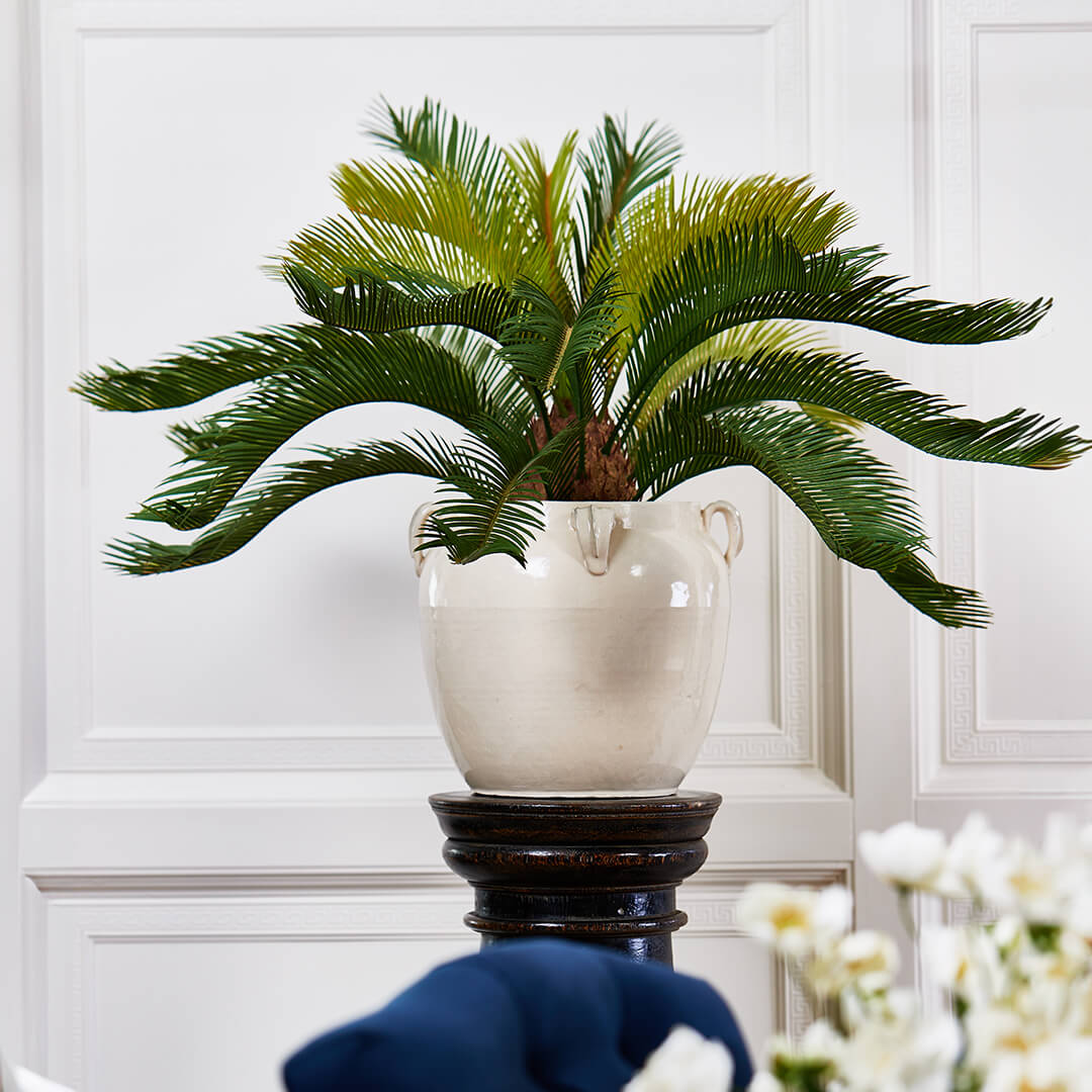 Cycas krukväxt grön