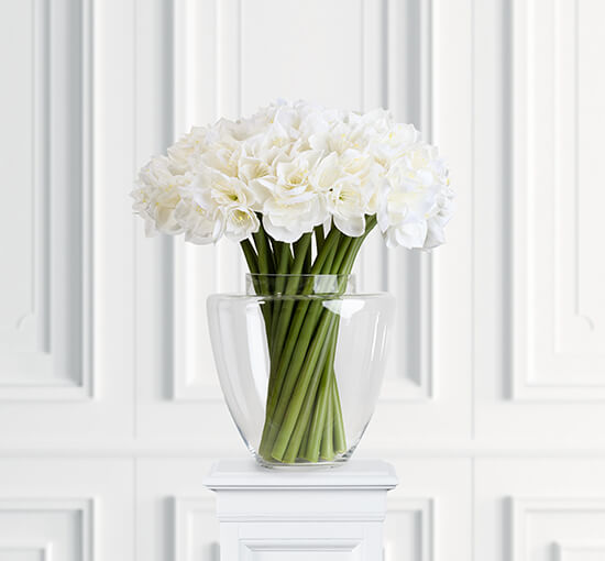 White - Amaryllis Cut Flower White