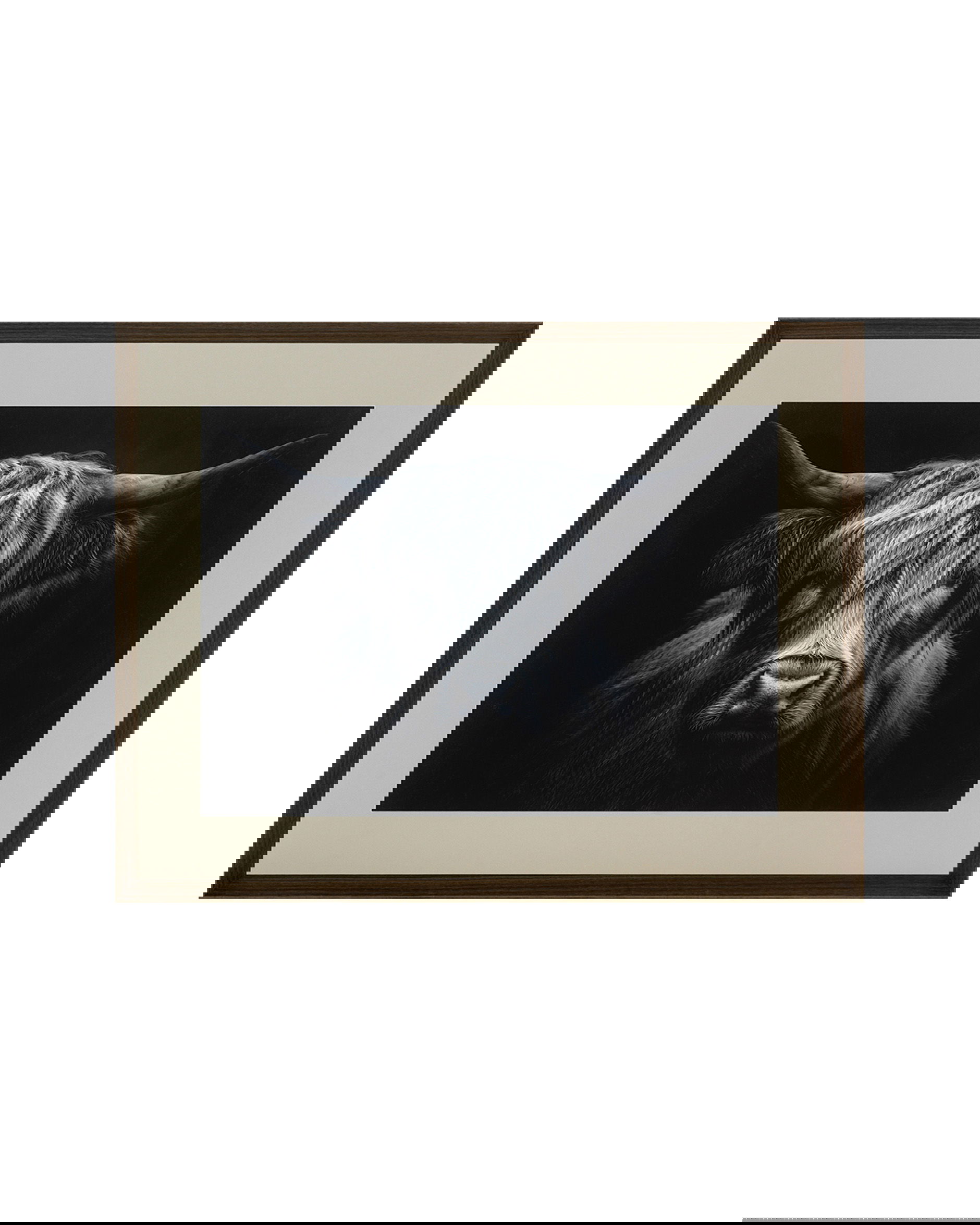 The Strenght of a Highland Cow