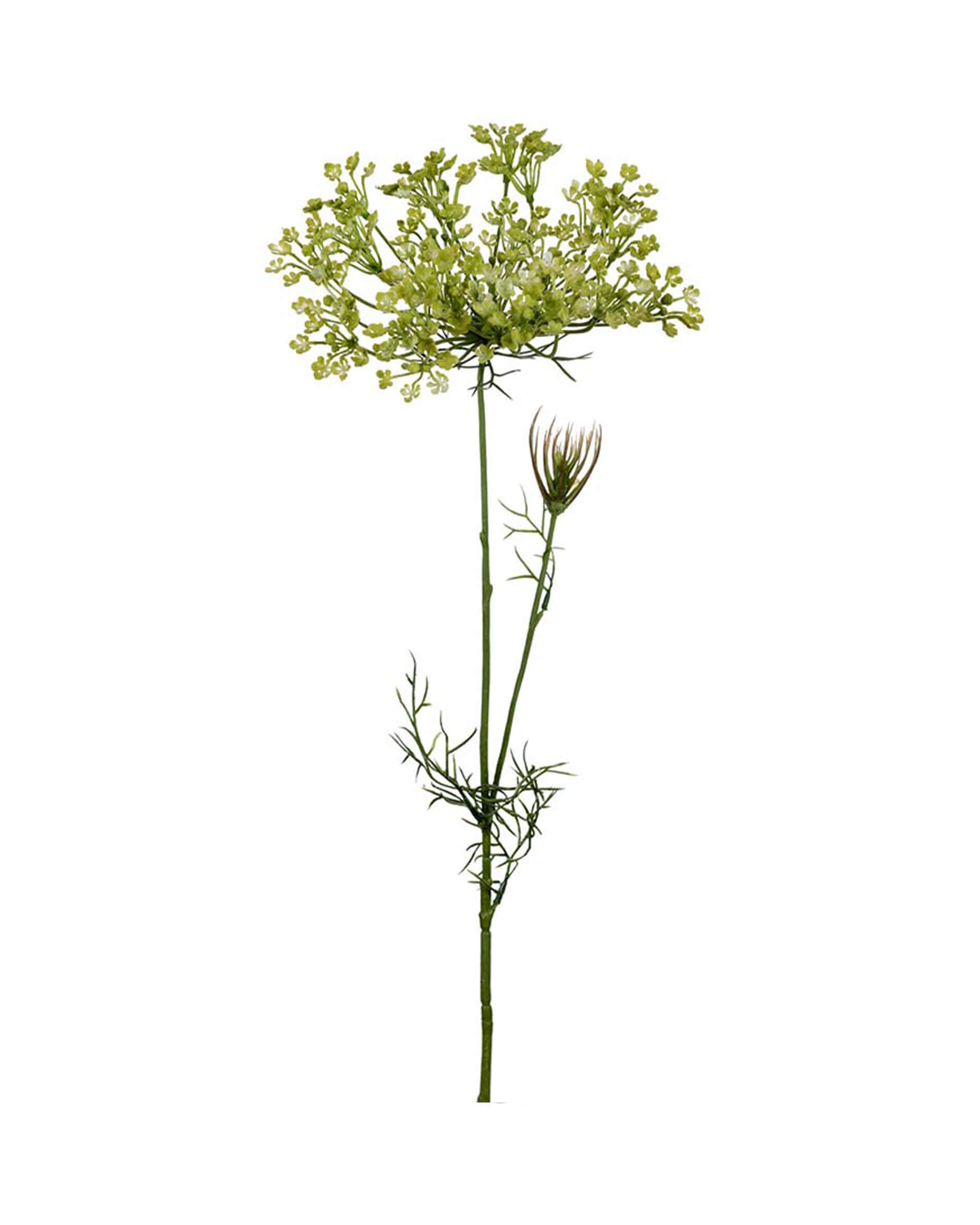 Allium snittblomma grön