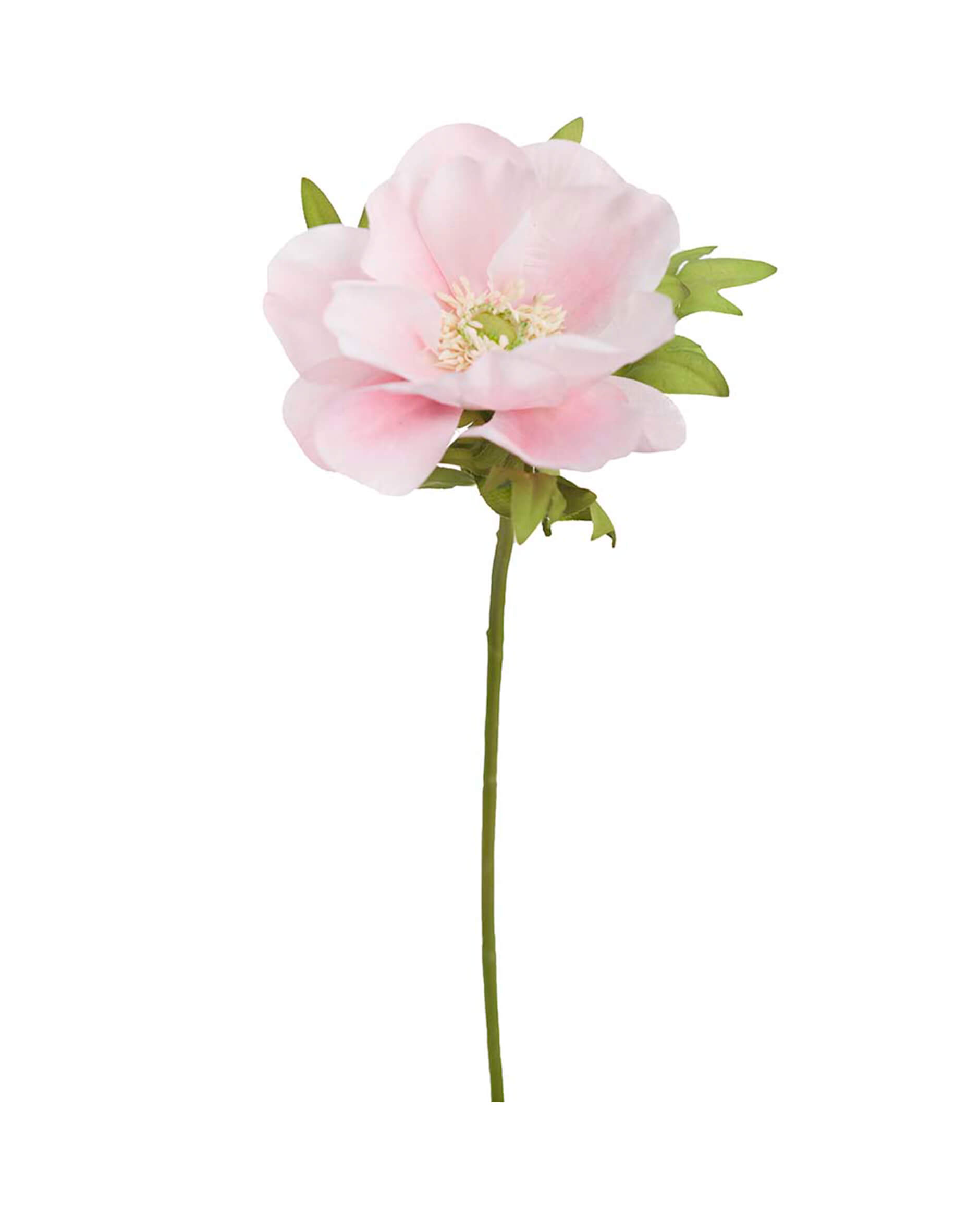 Anemon snittblomma ljusrosa