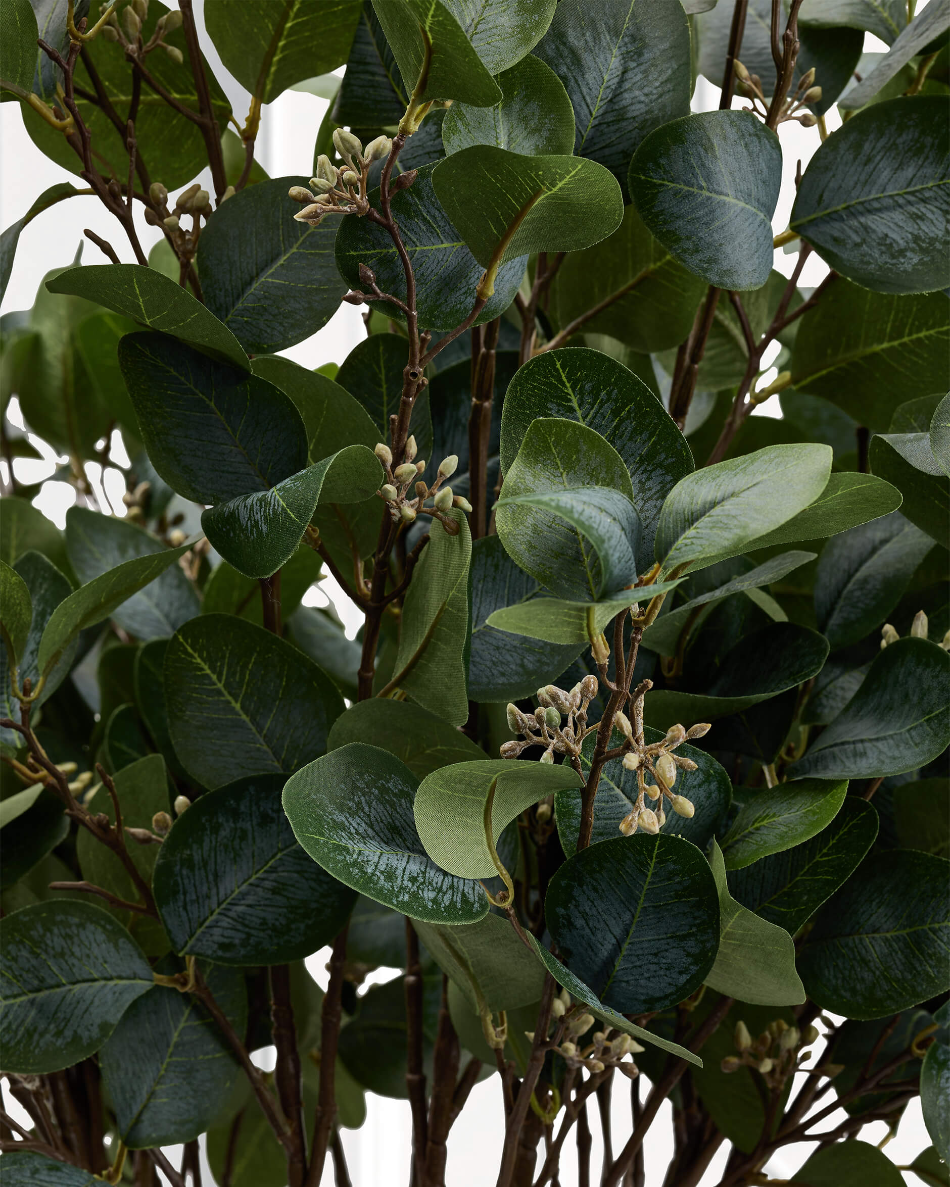 Eucalyptus snittblomma grön