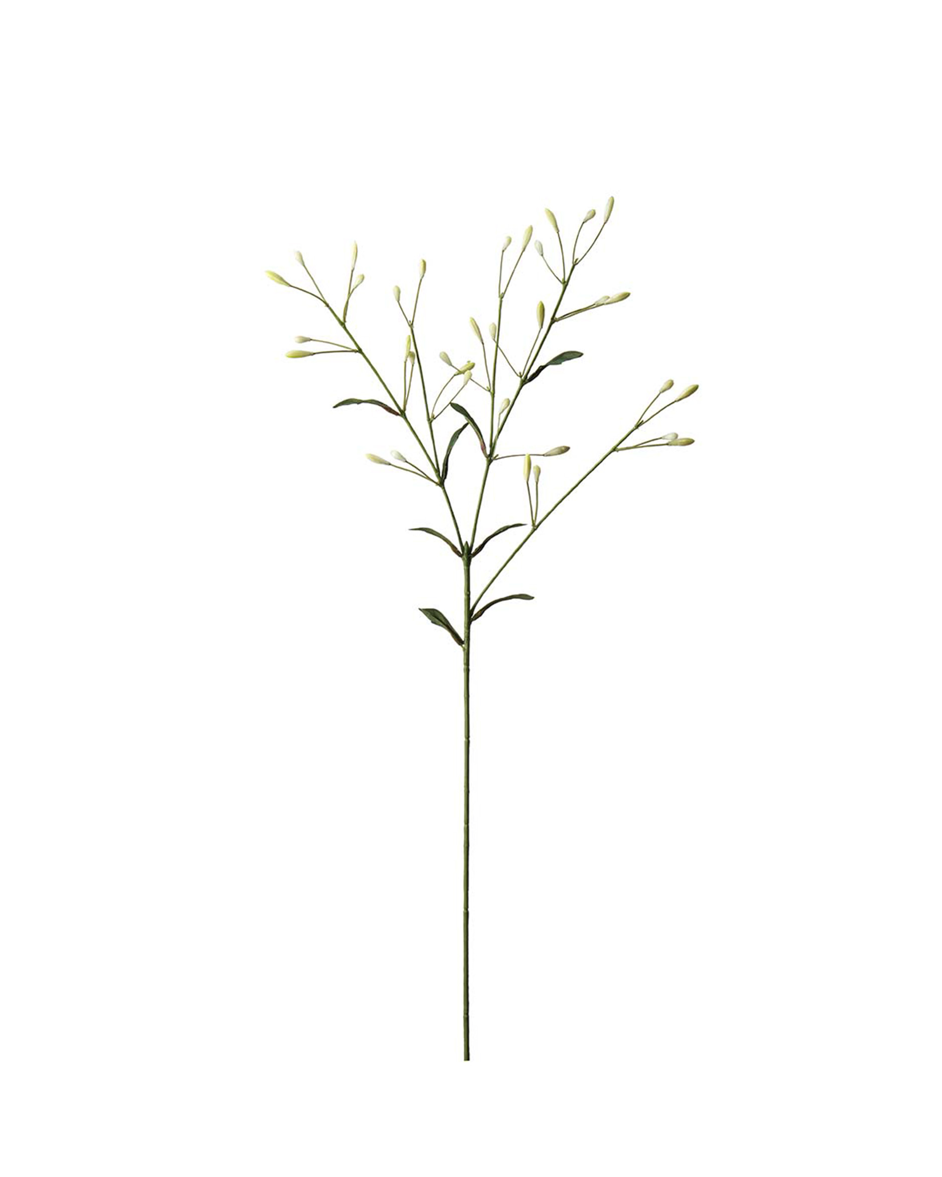 Beerenzweig Schnittblume Weiß