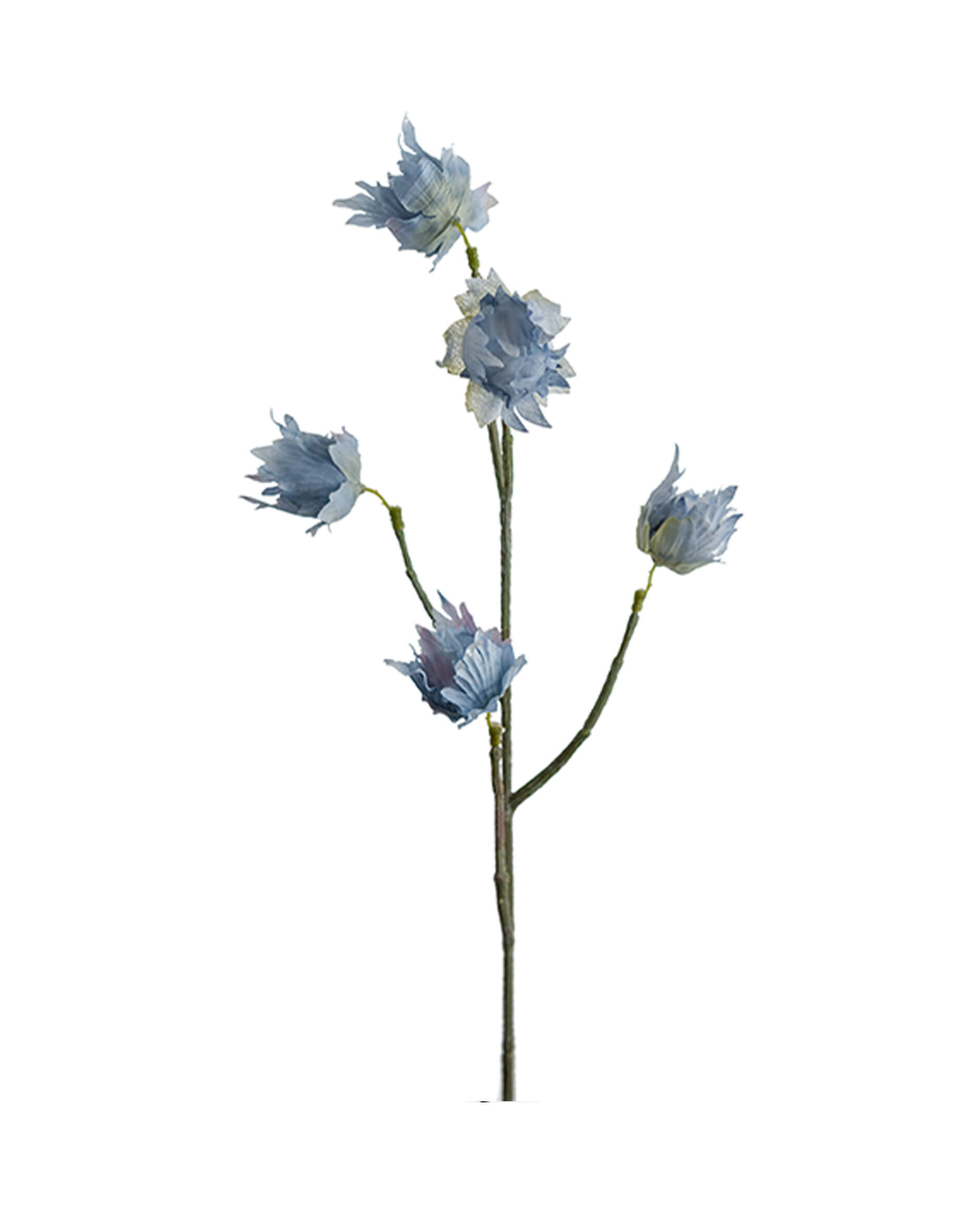 Eternell snittblomma blå OUTLET