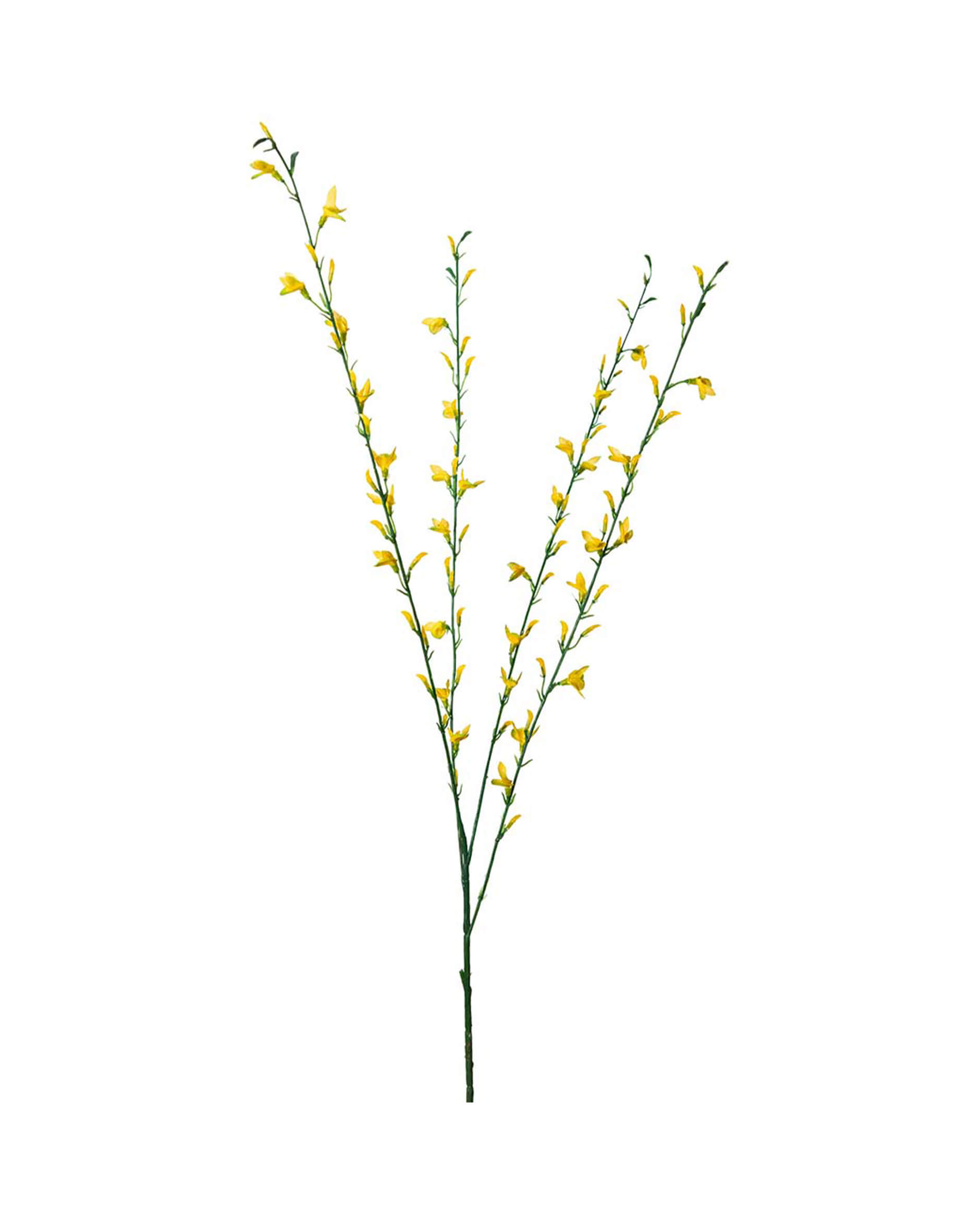 Ginst snittblomma gul