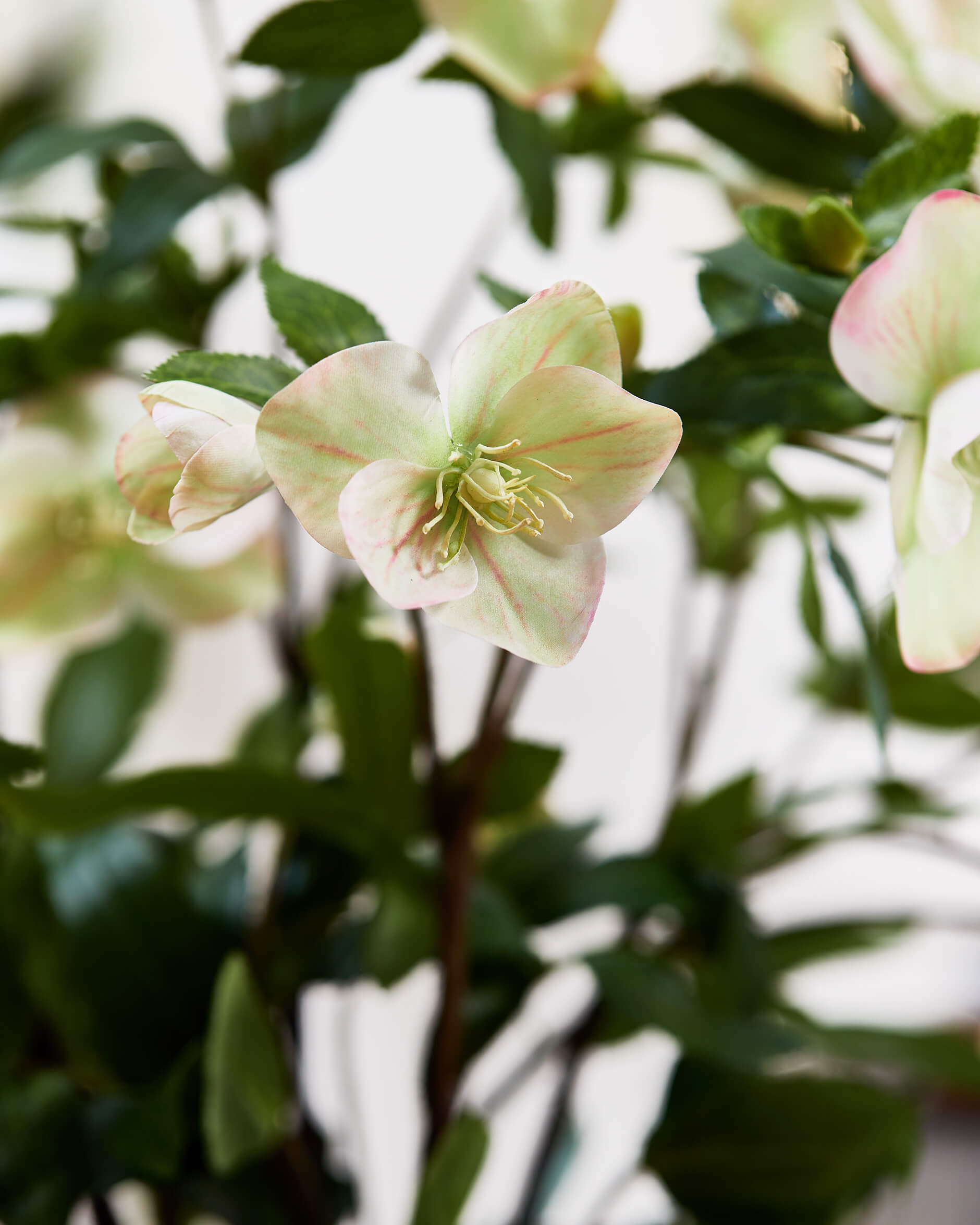 Julros konstväxt vit