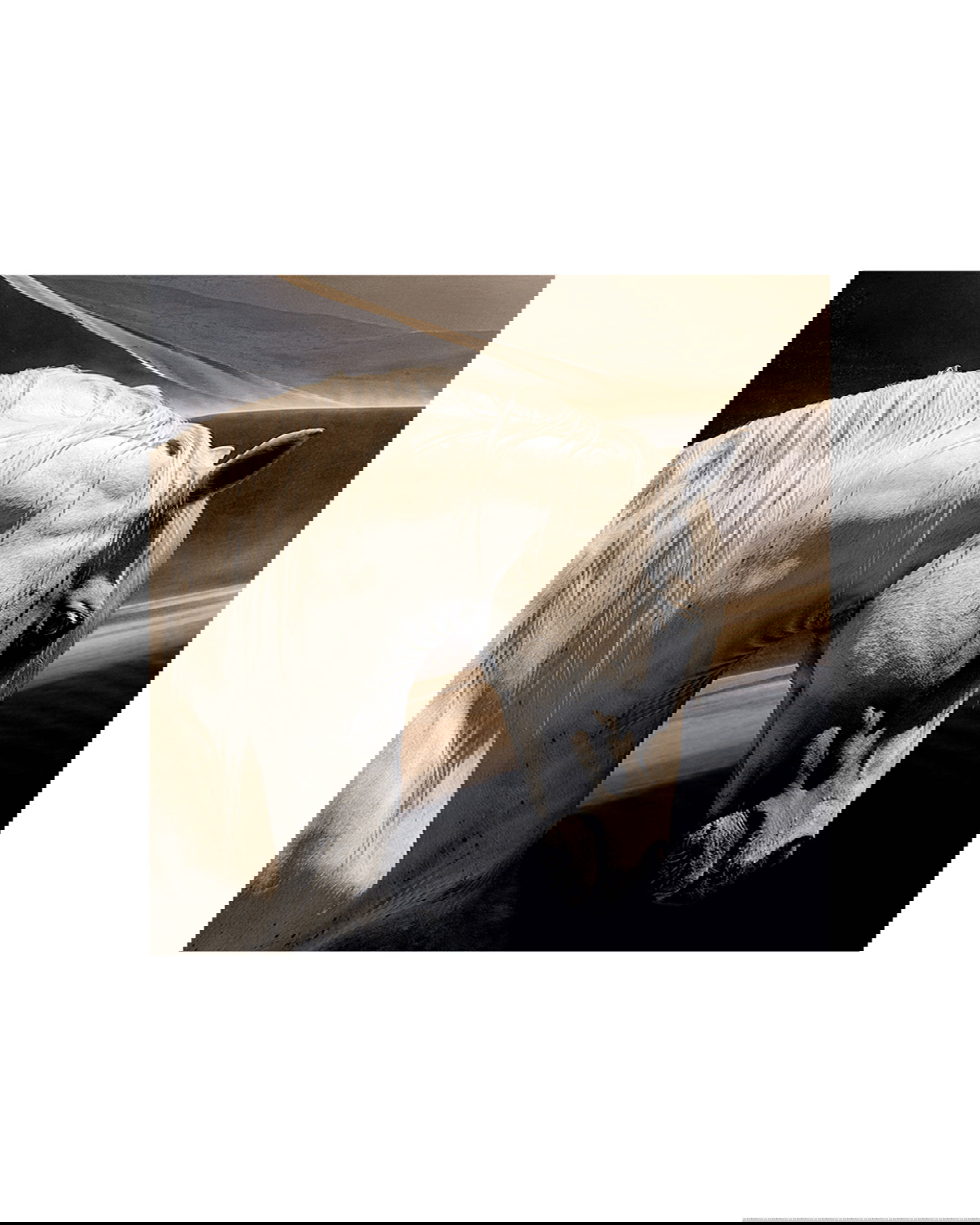 Arabian horse OUTLET