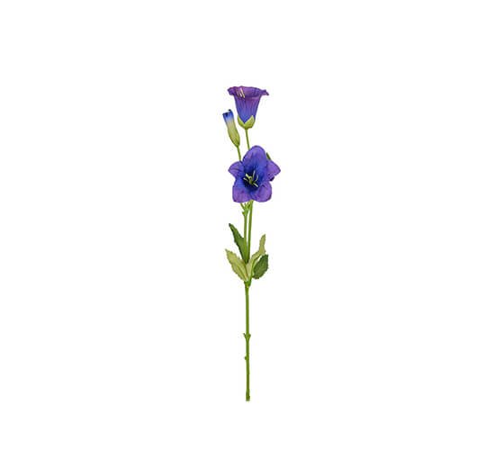 Violetti - Campanula leikkokukka violetti OUTLET