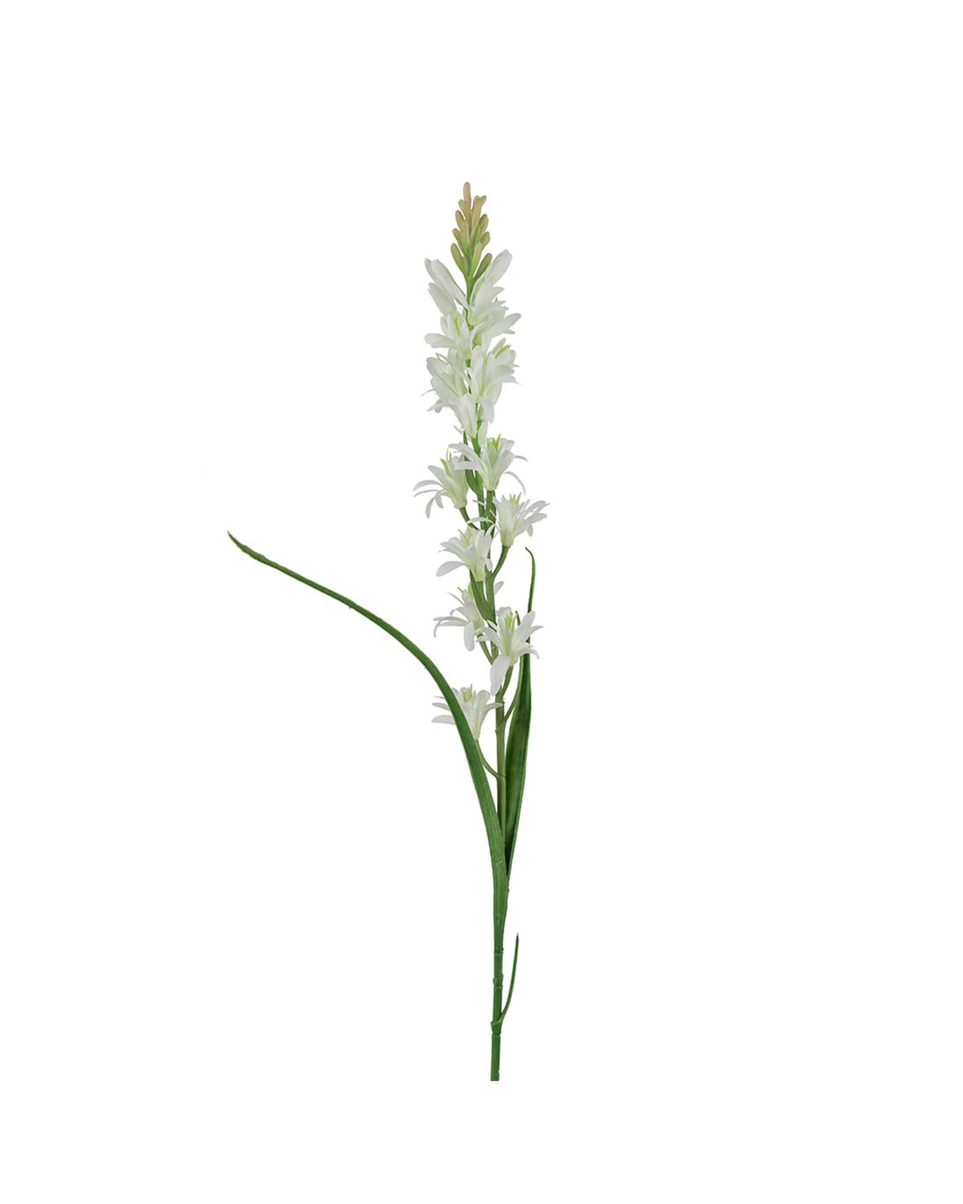 Tuberosa snittblomma vit