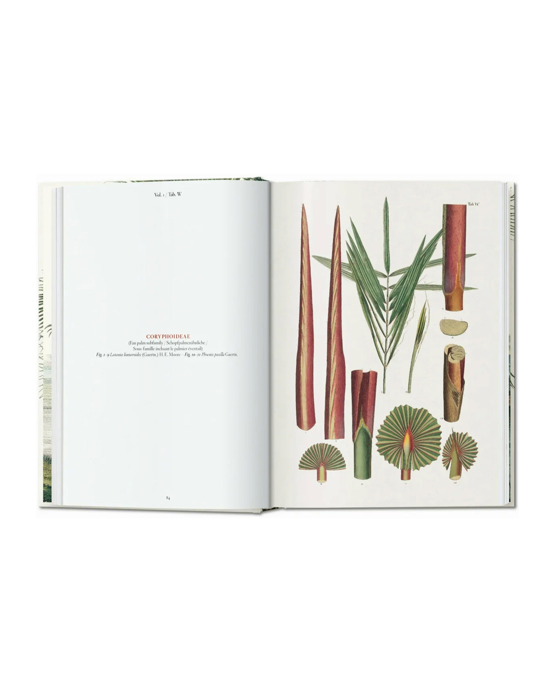 The Book of Palms. 45th Edt.