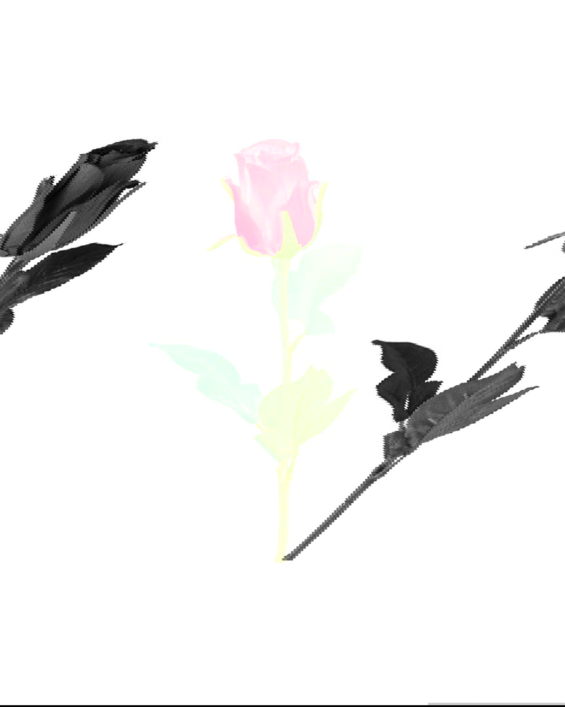 Ros snittblomma röd