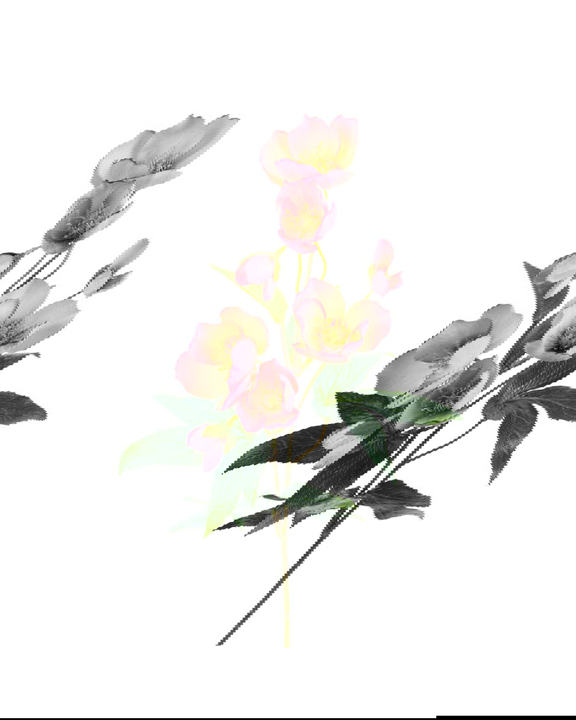 Christmas rose cut flower pink