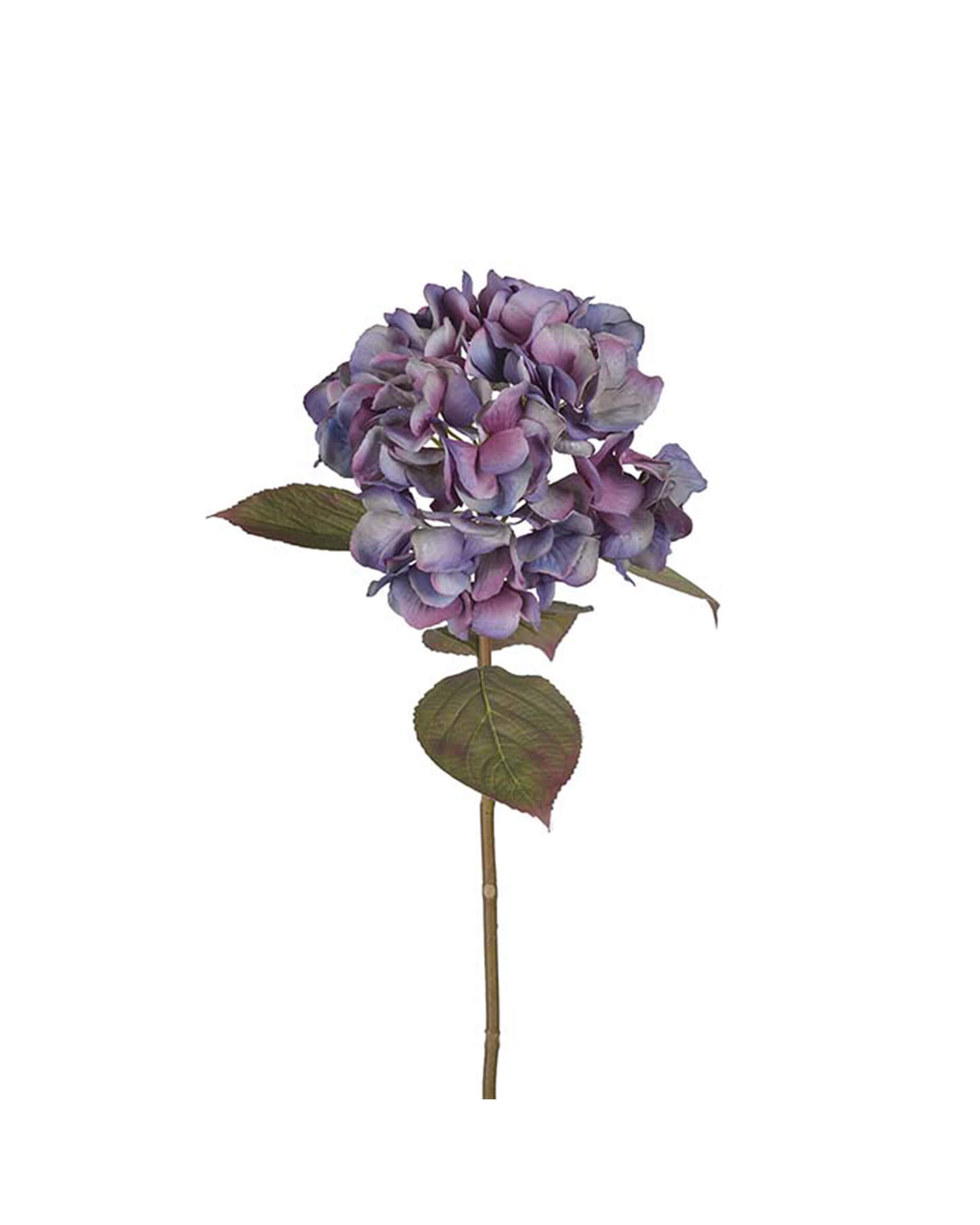 Hortensia snittblomma lila