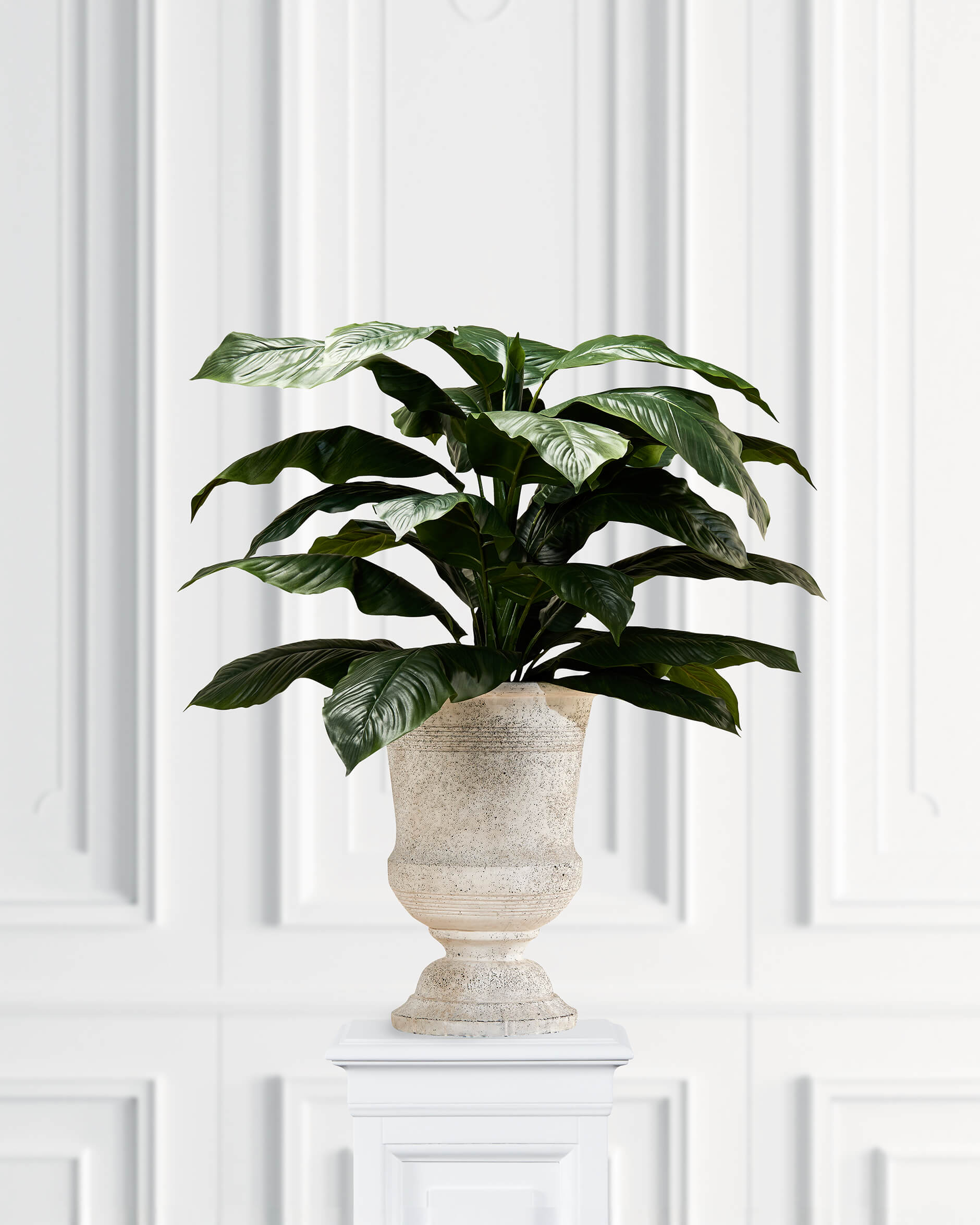 Fredskalla krukväxt grön