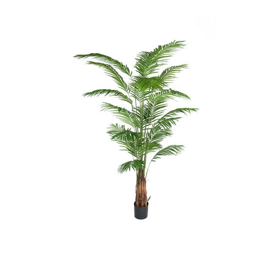 Areca Palm Tree