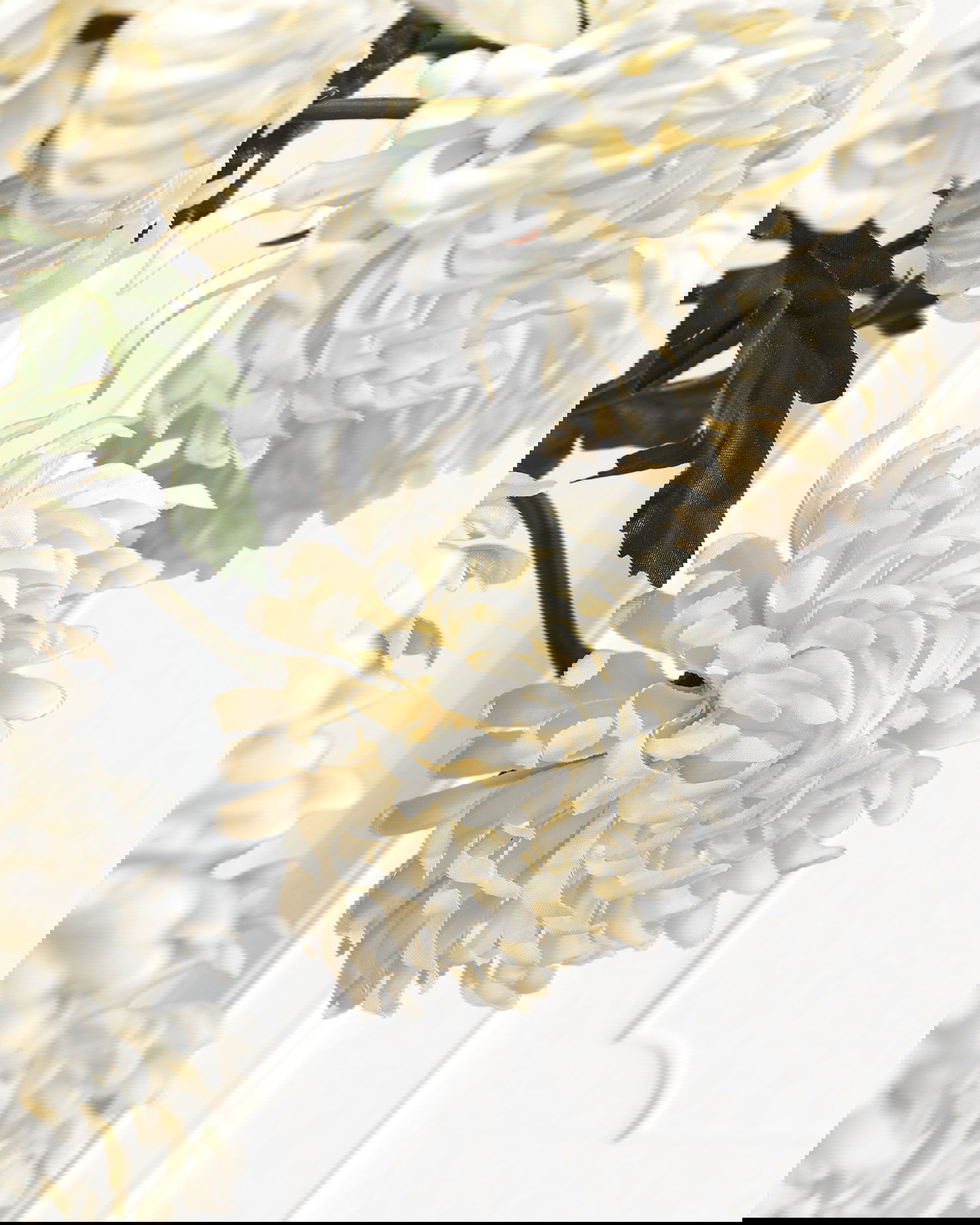 Chrysanthemum Cut Flower White