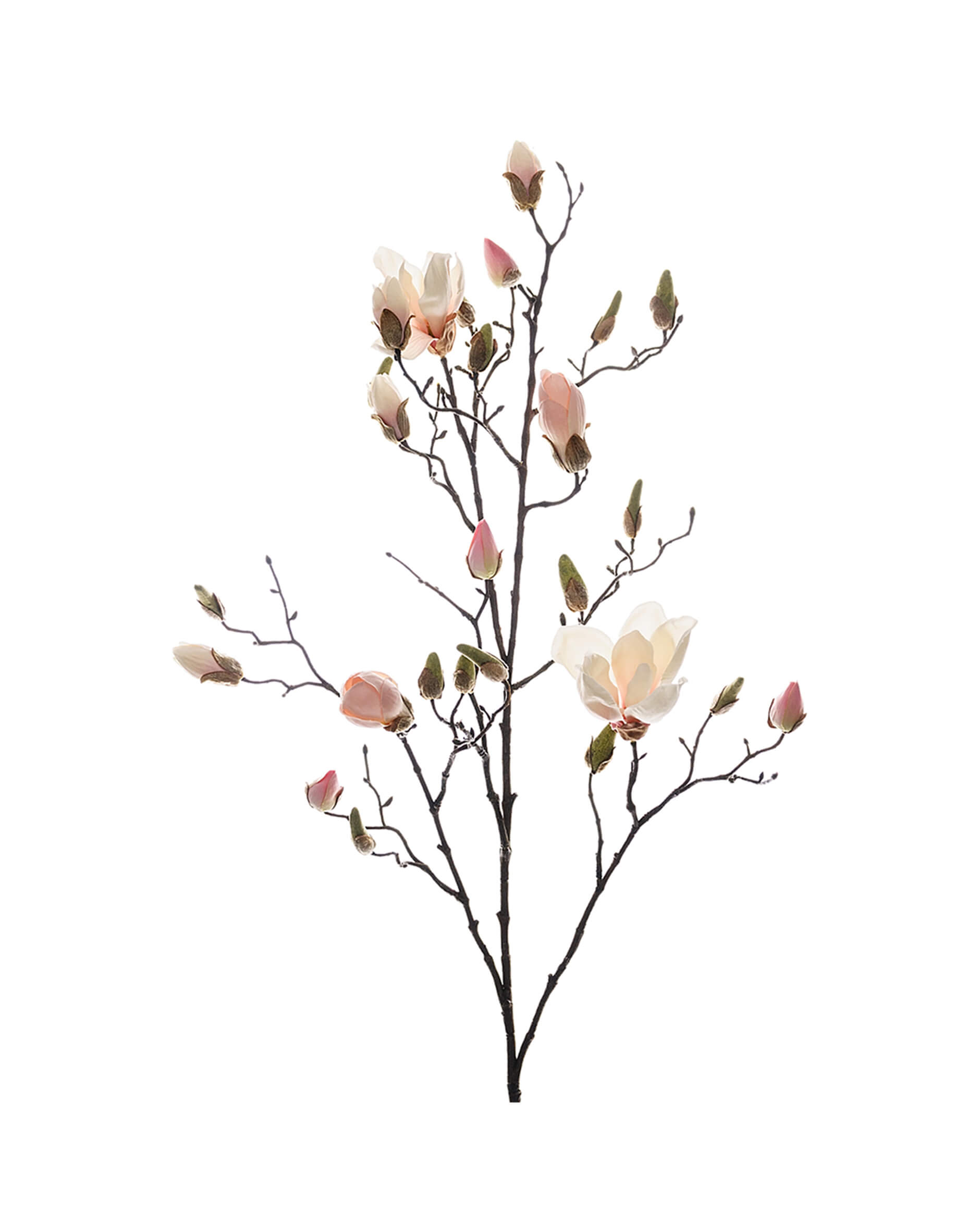 Magnolia snittblomma vit/rosa