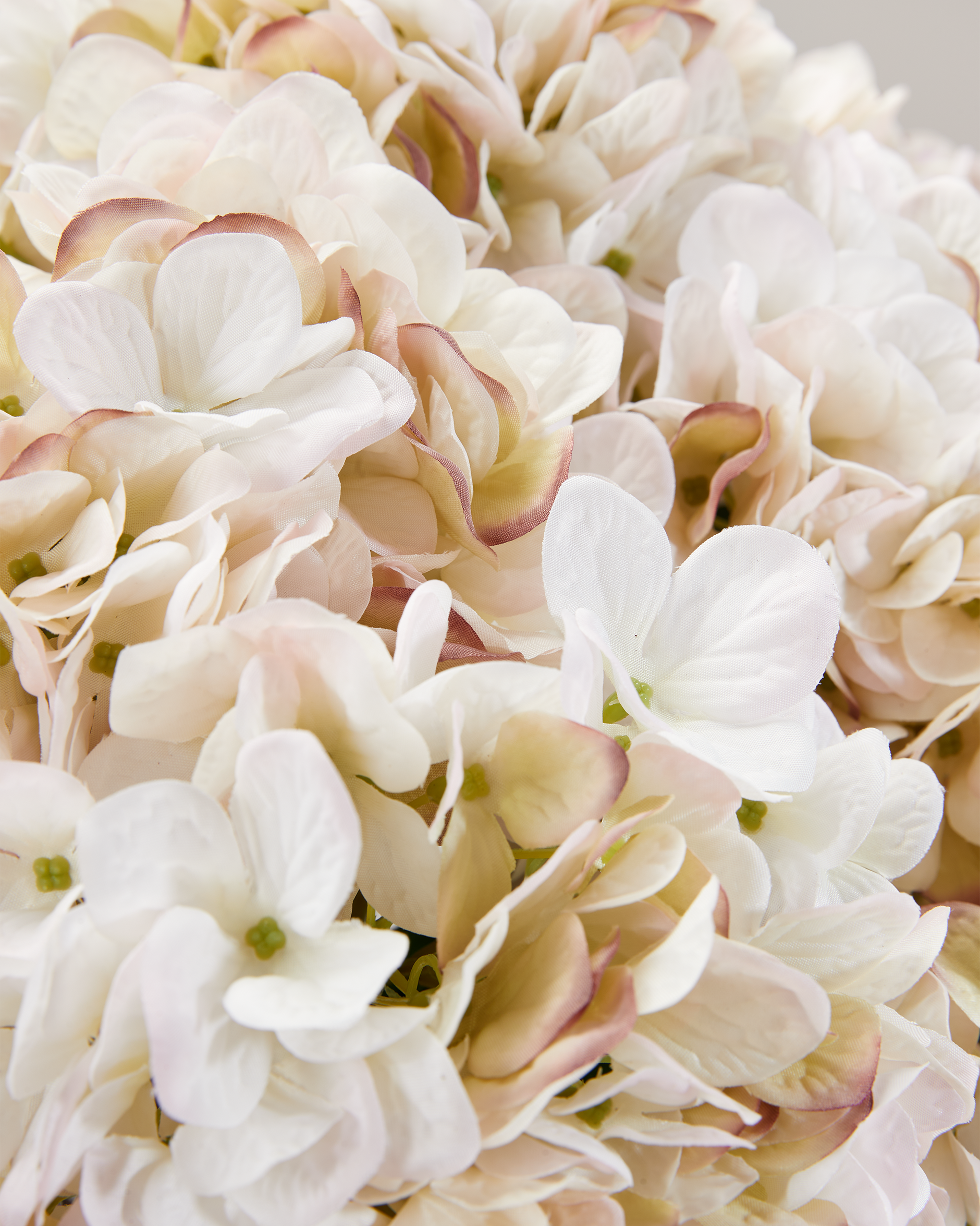 Hortensia leikkokukka kerma