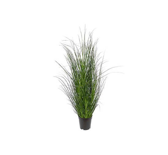 Grass Potted Plant