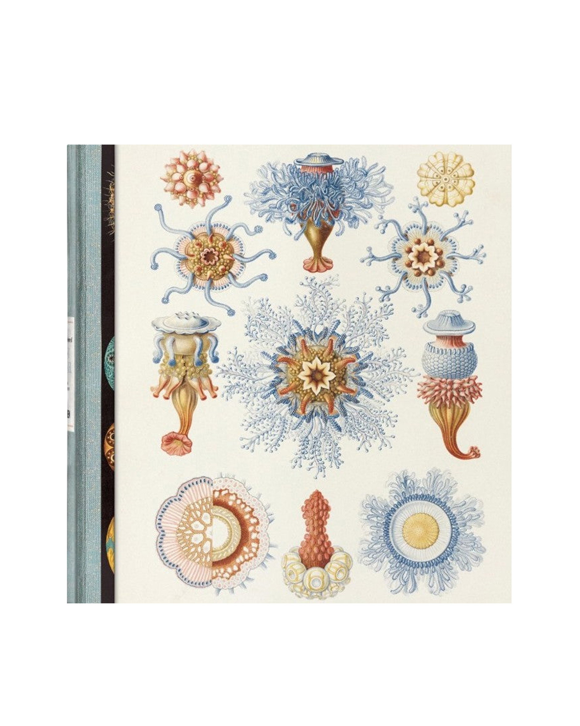 The Art and Science of Ernst Haeckel