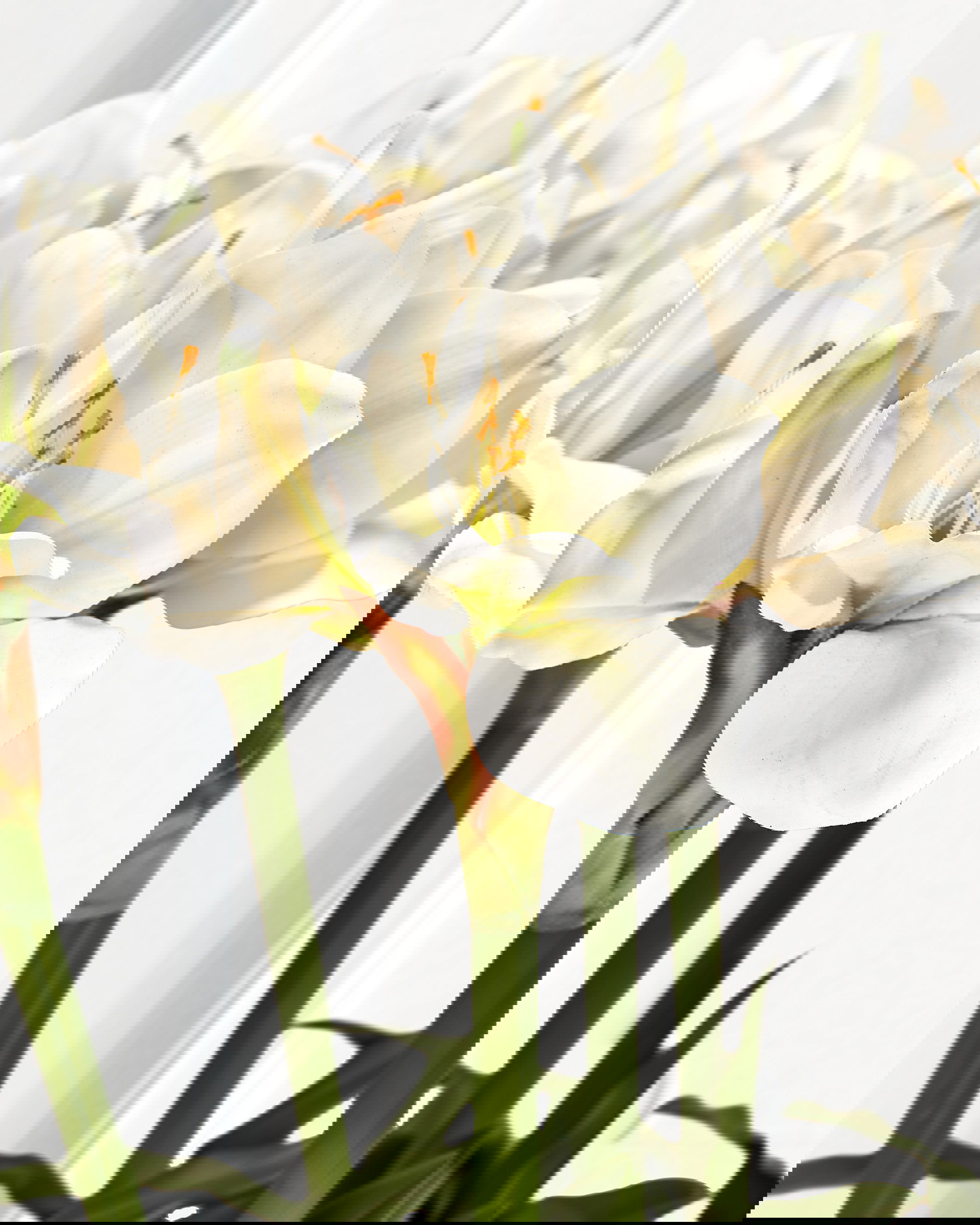 Amaryllis artificial plant white