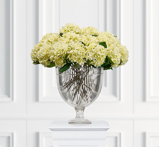 White - Hydrangea Cut Flower White