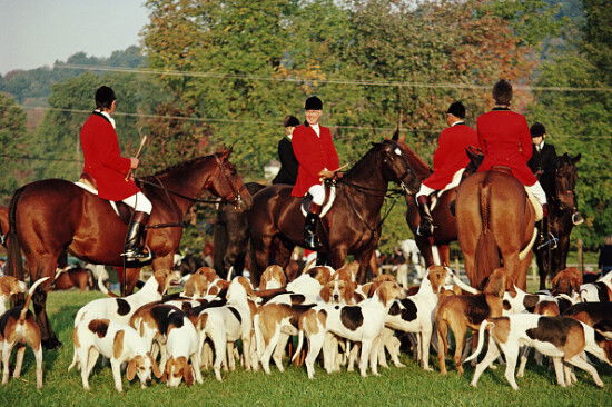 Millbrook Hunt