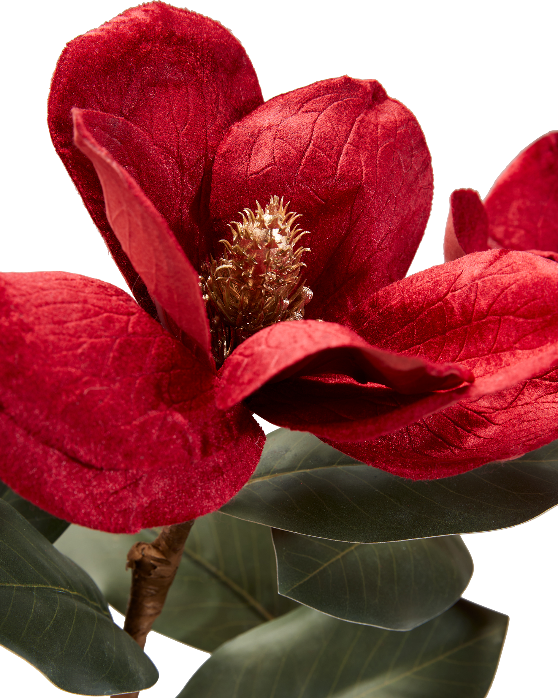 Magnolia snitblomst rød 3-pak