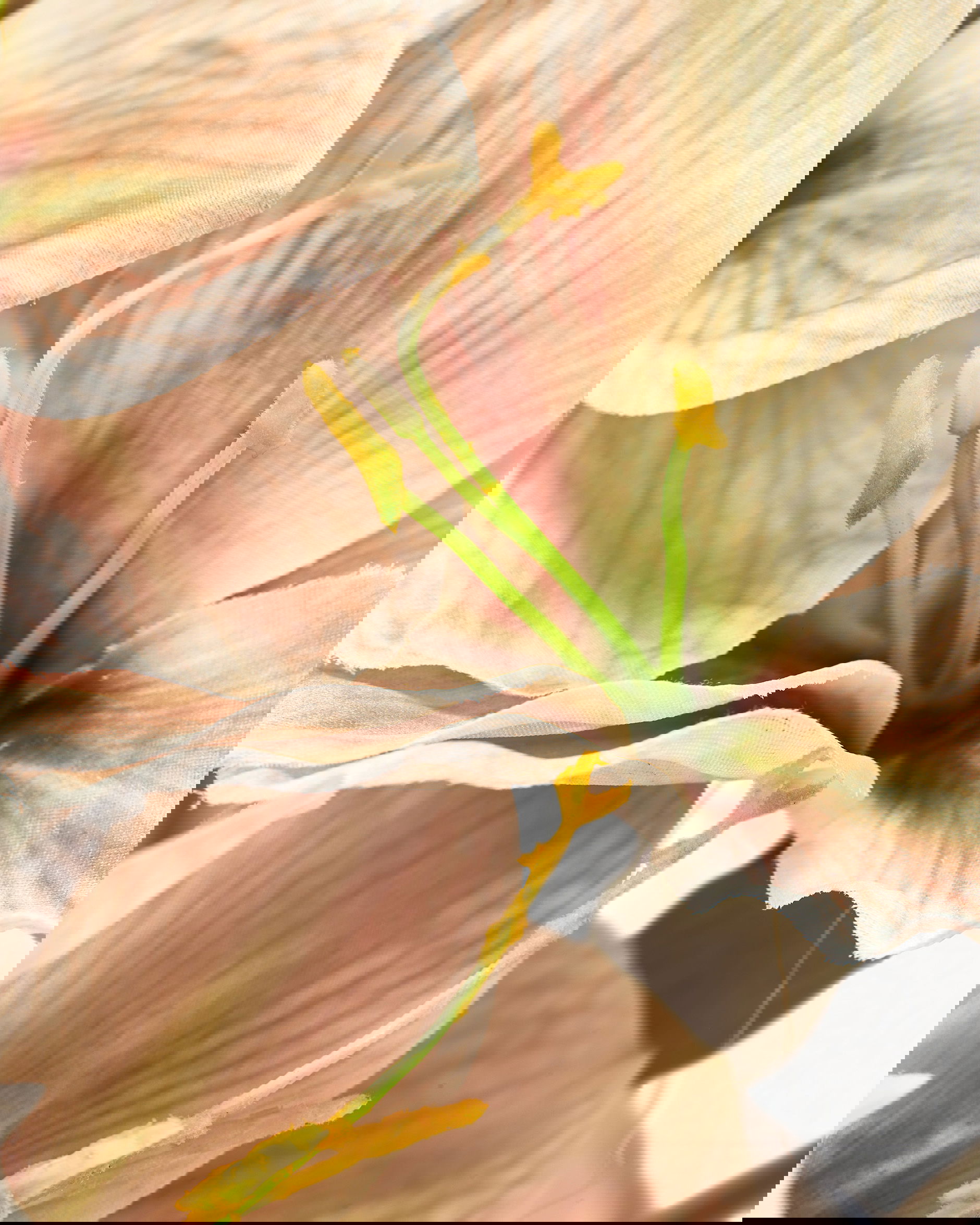 Amaryllis leikkokukka keltainen