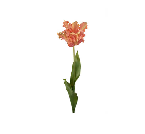 Aprikose - Parrot Tulip Cut Flower Pink