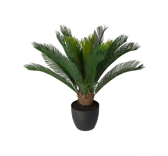 Cycas Potted Plant