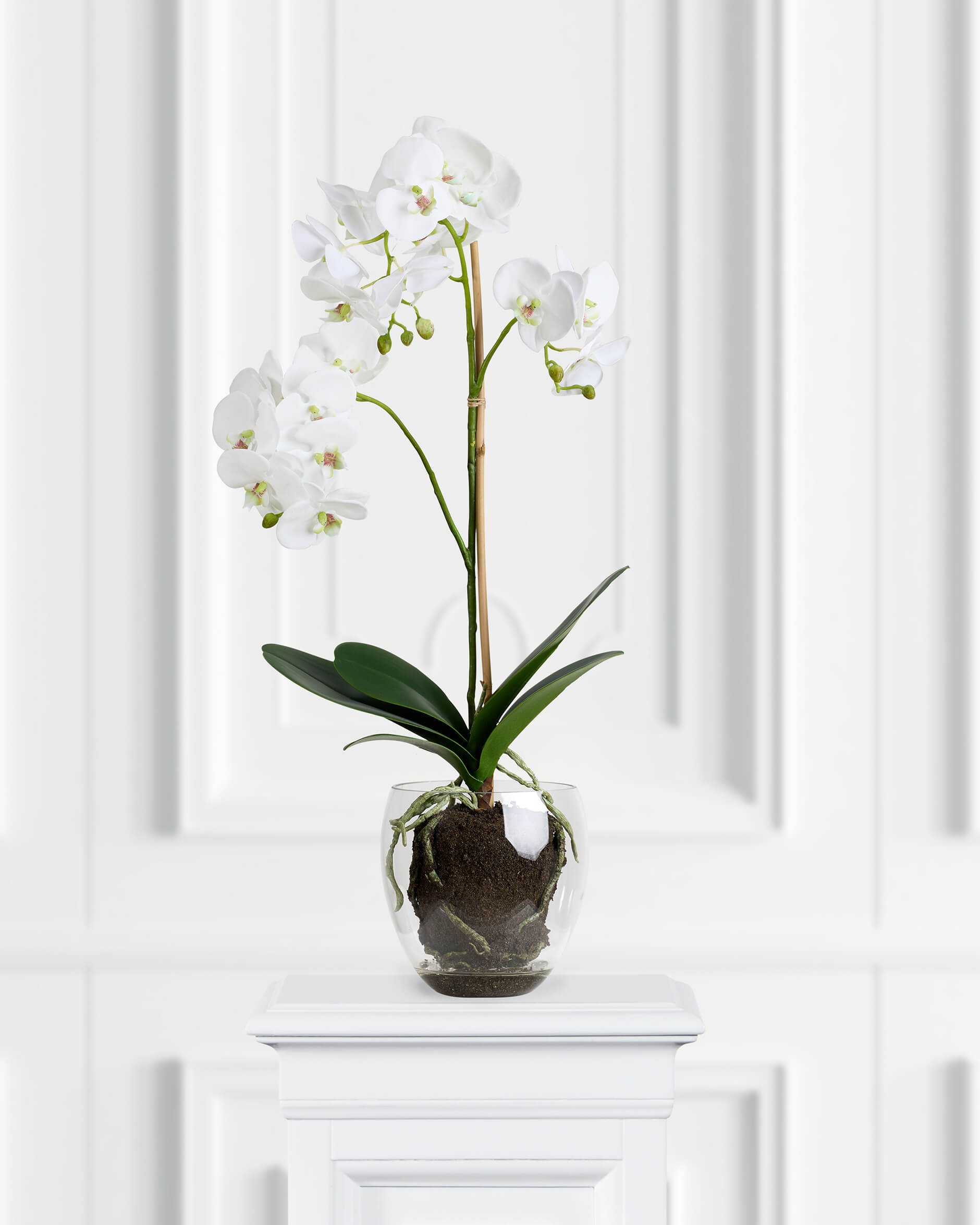 Orkidé krukväxt vit